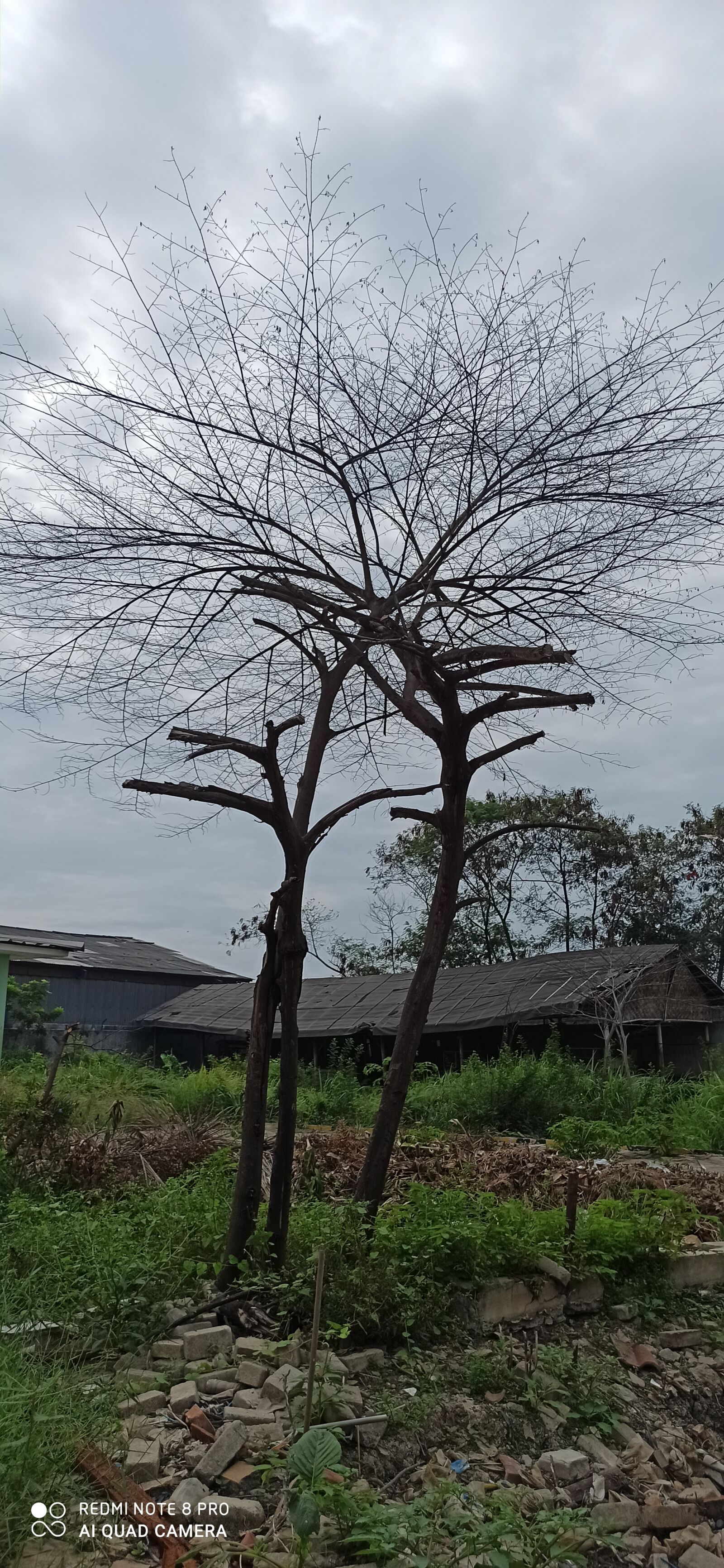 Xiaomi Redmi Note 8 Pro sample photo. Summer, tree, field photography