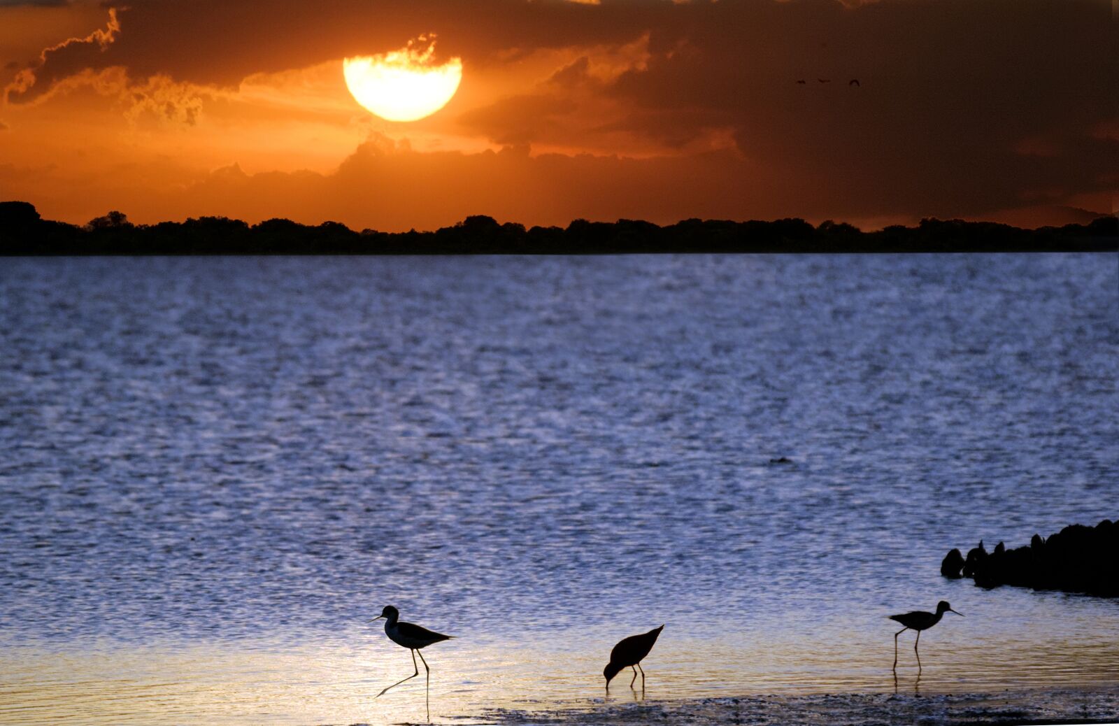 Nikon D70s sample photo. Venezuela, llanos, stilt photography