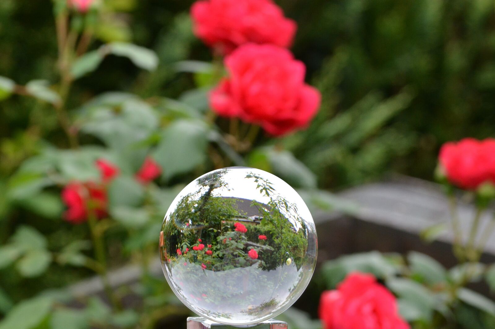 Nikon D5200 sample photo. Rose, glass ball, rose photography