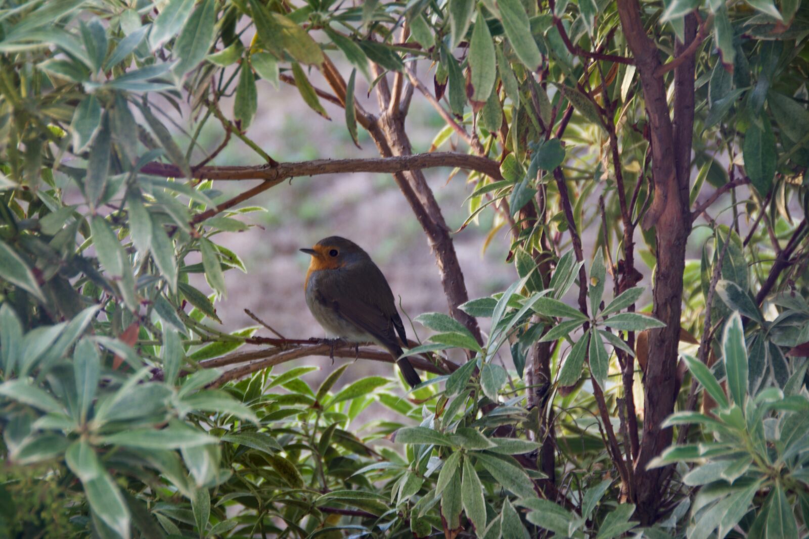 Nikon D7100 sample photo. Bird, robin, bush photography