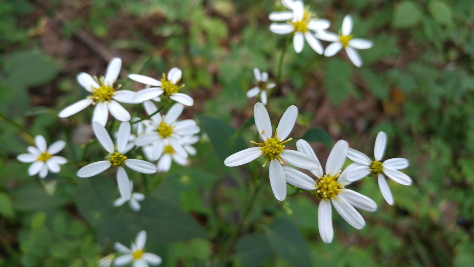 LG V20 sample photo. Flowers, plants, nature photography