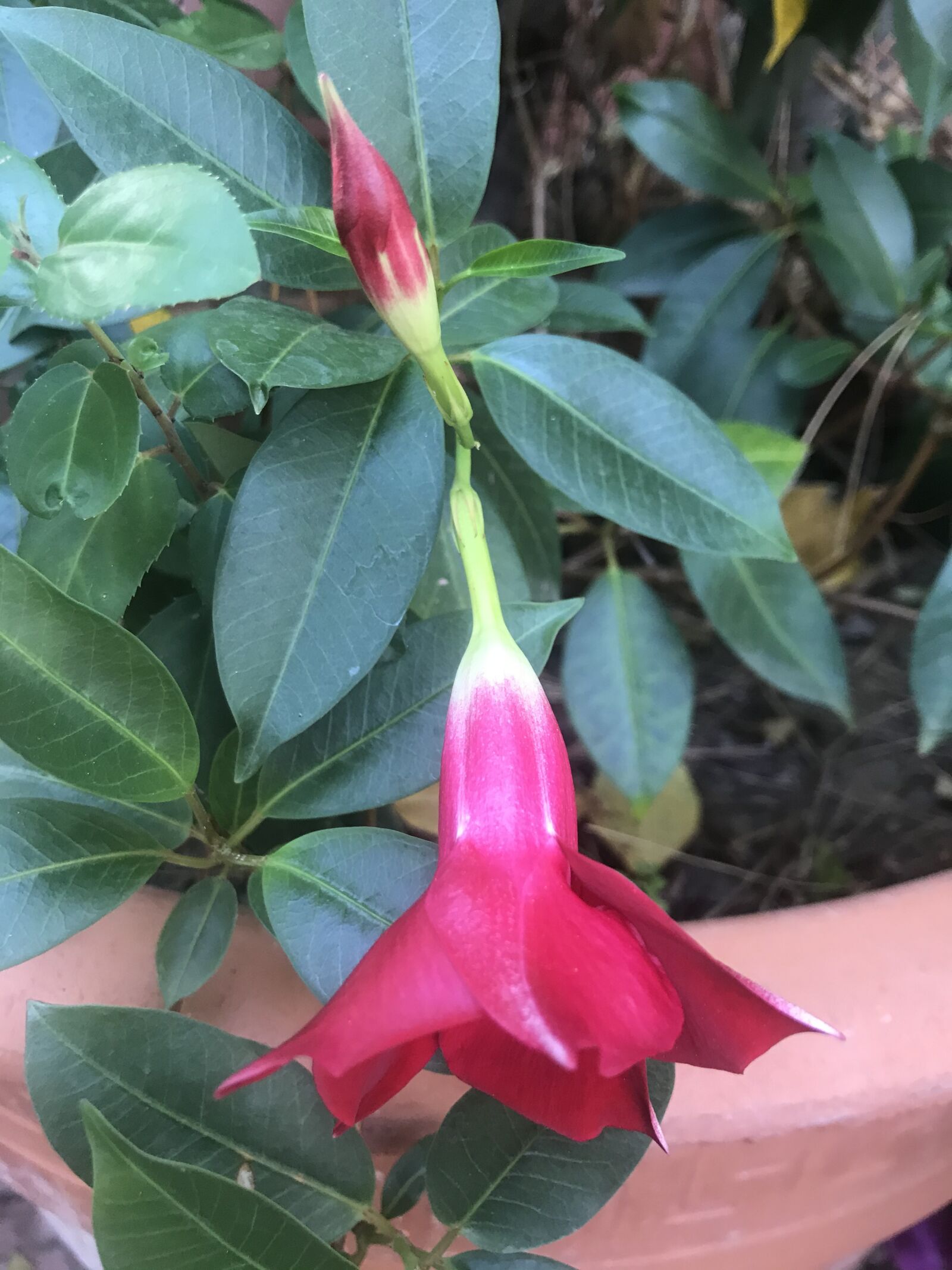 iPhone 7 back camera 3.99mm f/1.8 sample photo. Flower, red, flowers photography