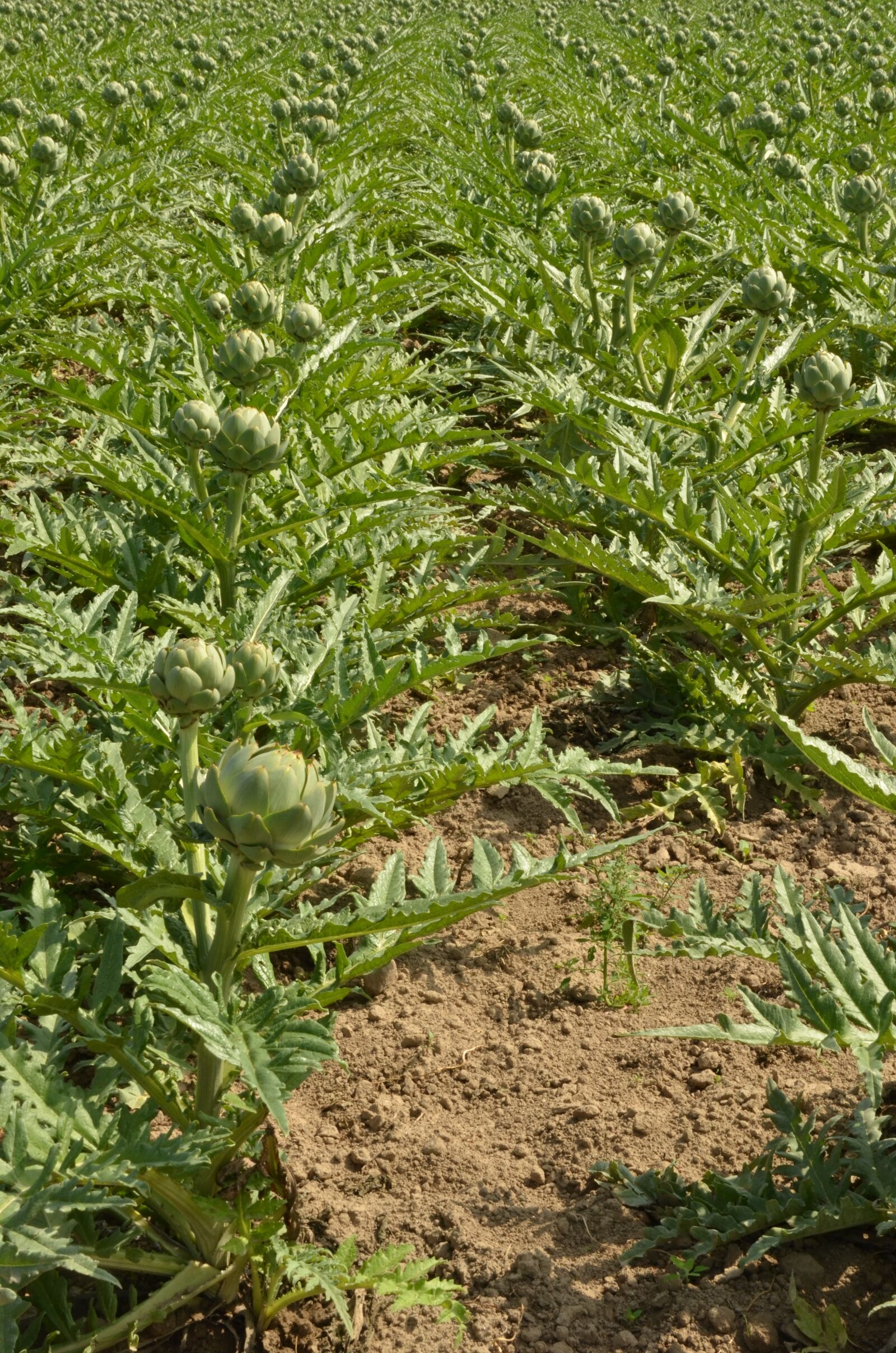 Nikon D7000 sample photo. Artichoke, vegetable, crop photography