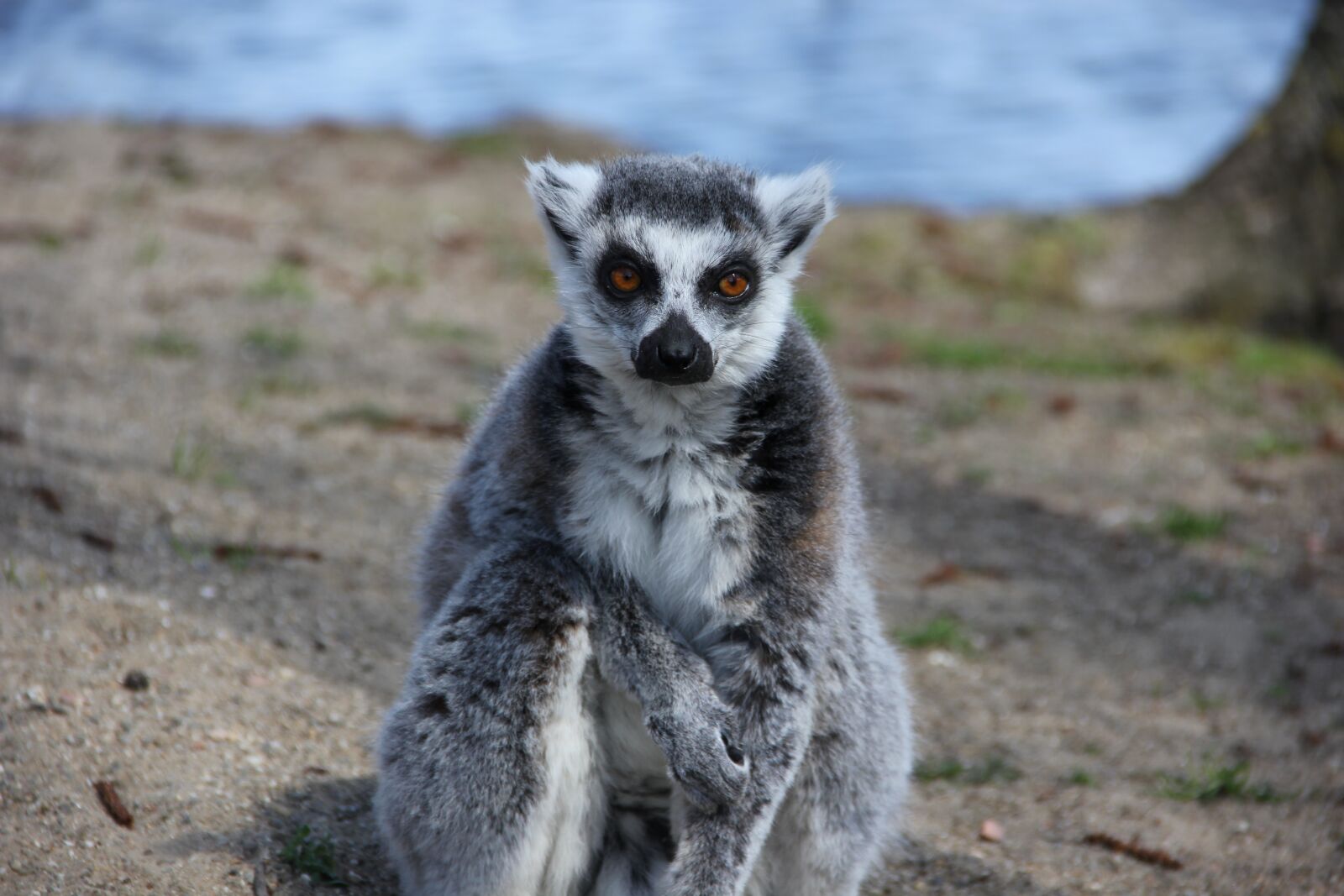 Canon EOS 550D (EOS Rebel T2i / EOS Kiss X4) sample photo. Lemur, ape, animal photography