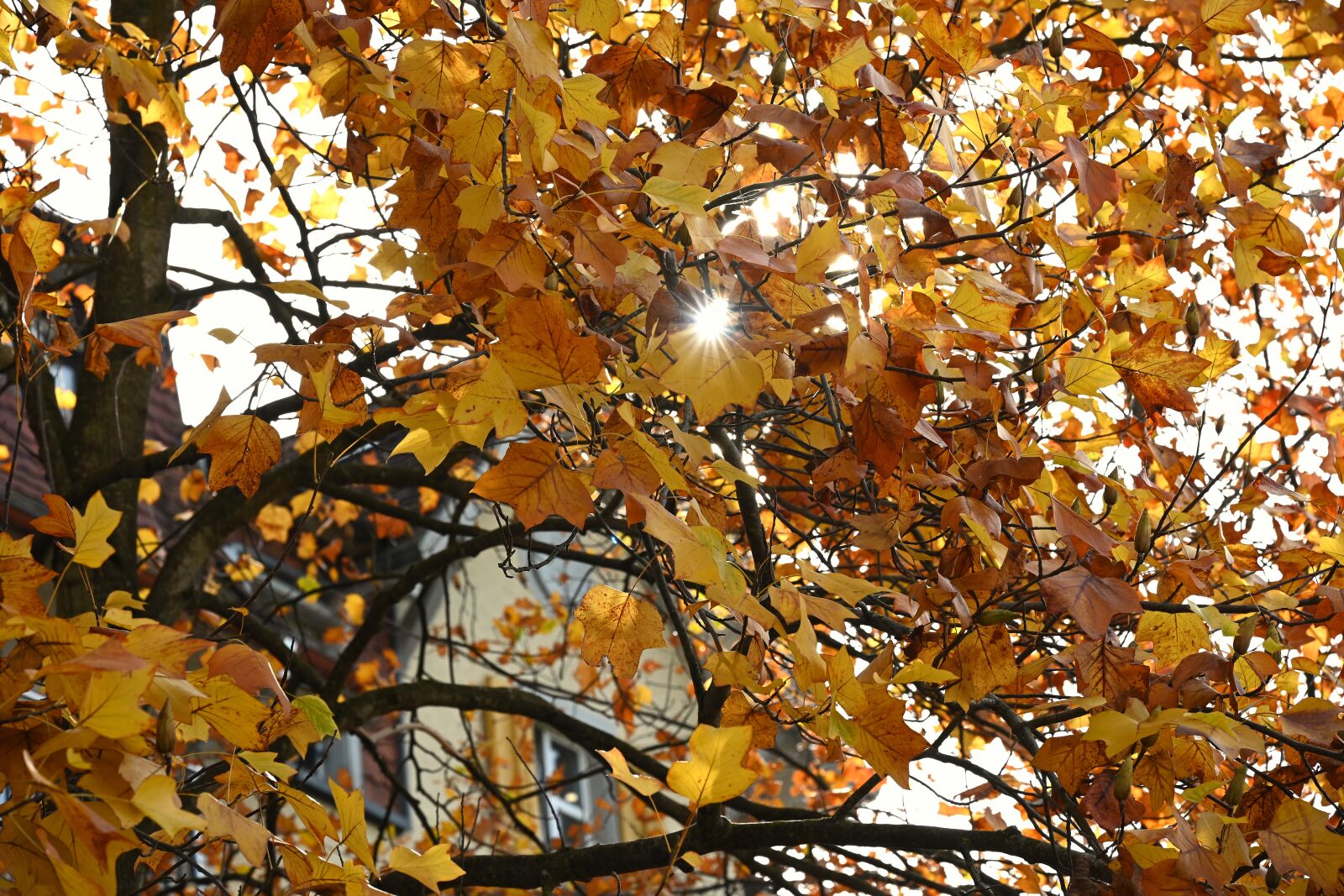 Nikon Z7 II sample photo