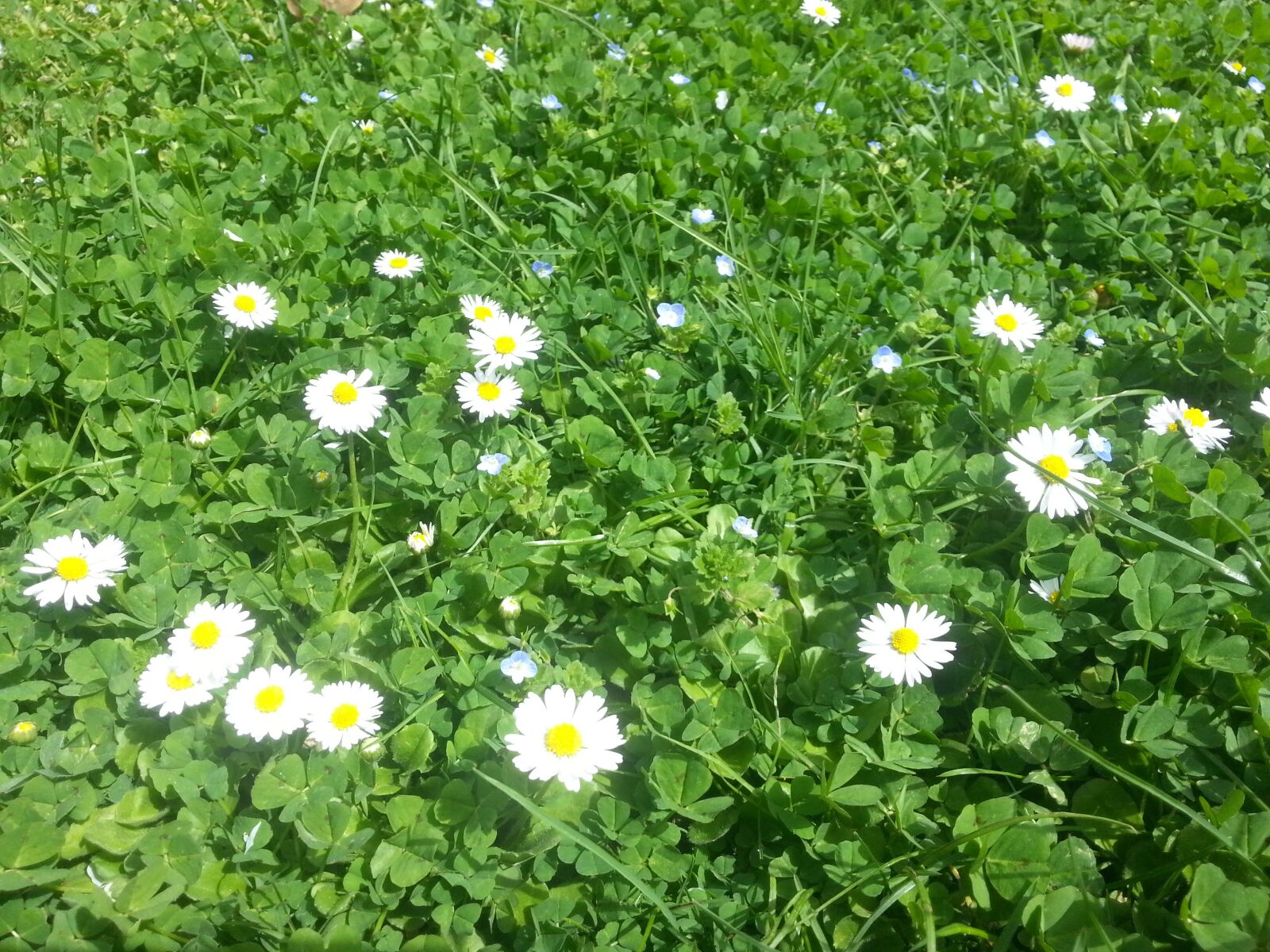 Samsung Galaxy S3 sample photo. Selno, grass, daisies photography
