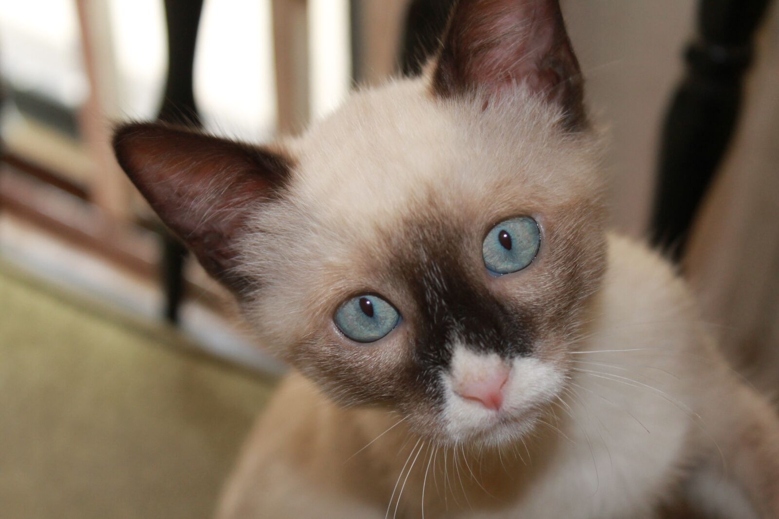 Canon EOS 1100D (EOS Rebel T3 / EOS Kiss X50) sample photo. Kitten, siamese cat, snow photography