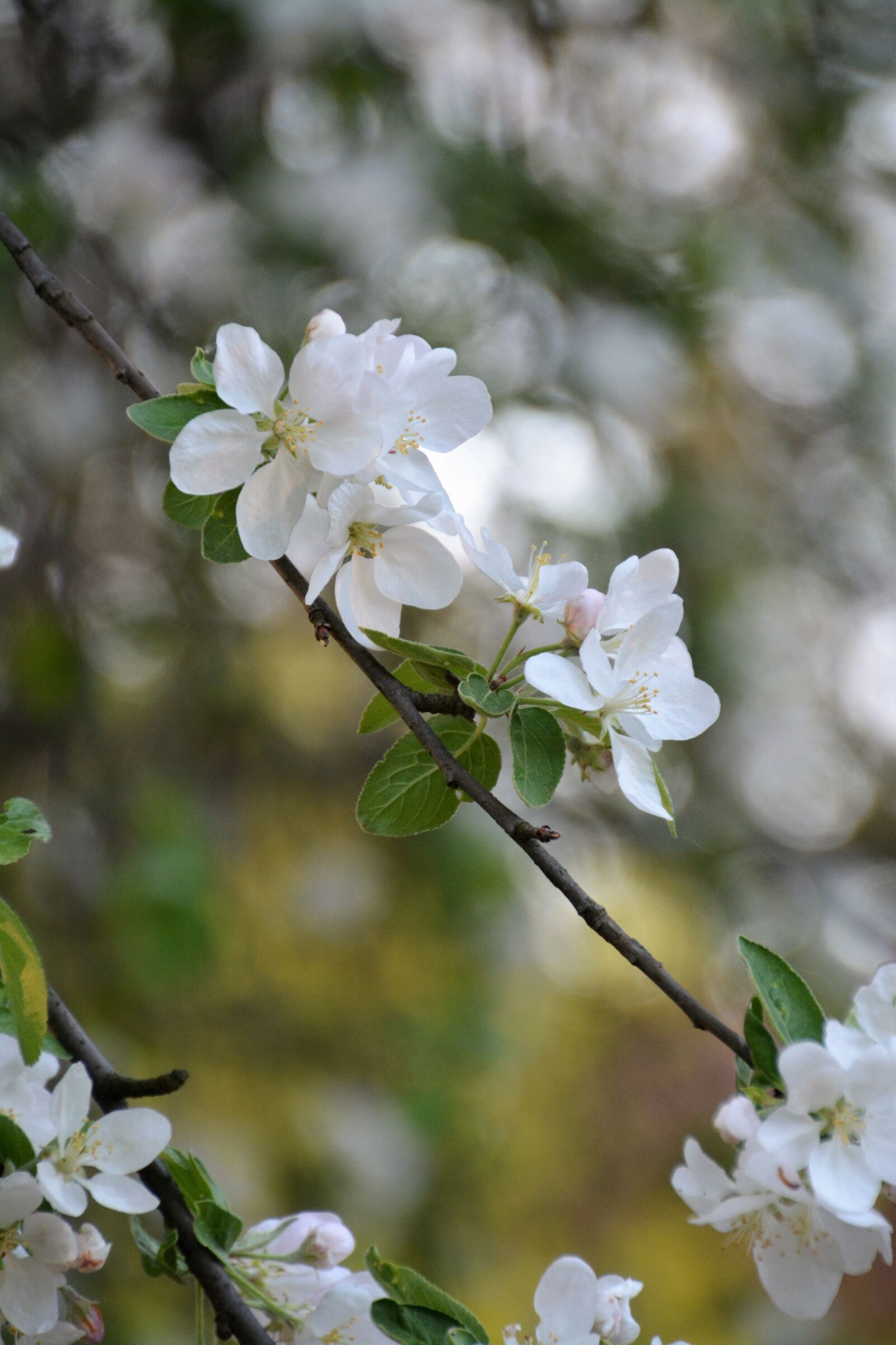 Nikon D5200 sample photo. Flower, plant, tree photography