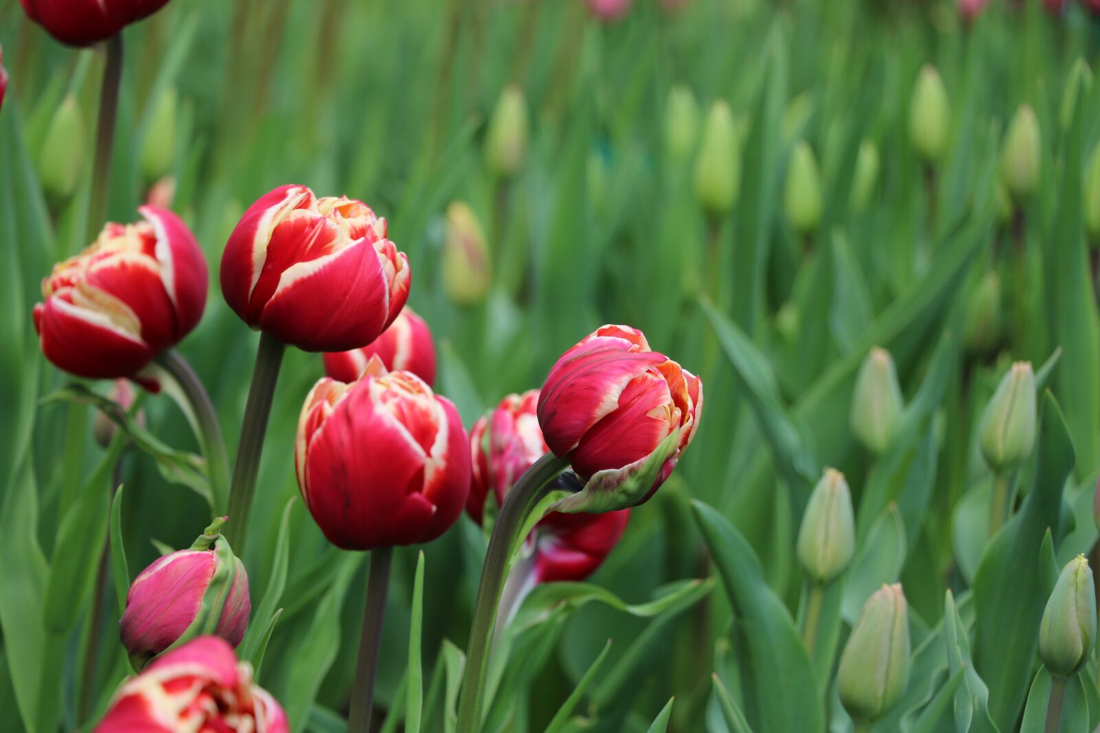 Canon EOS 750D (EOS Rebel T6i / EOS Kiss X8i) sample photo. Nature, tulip, plant photography