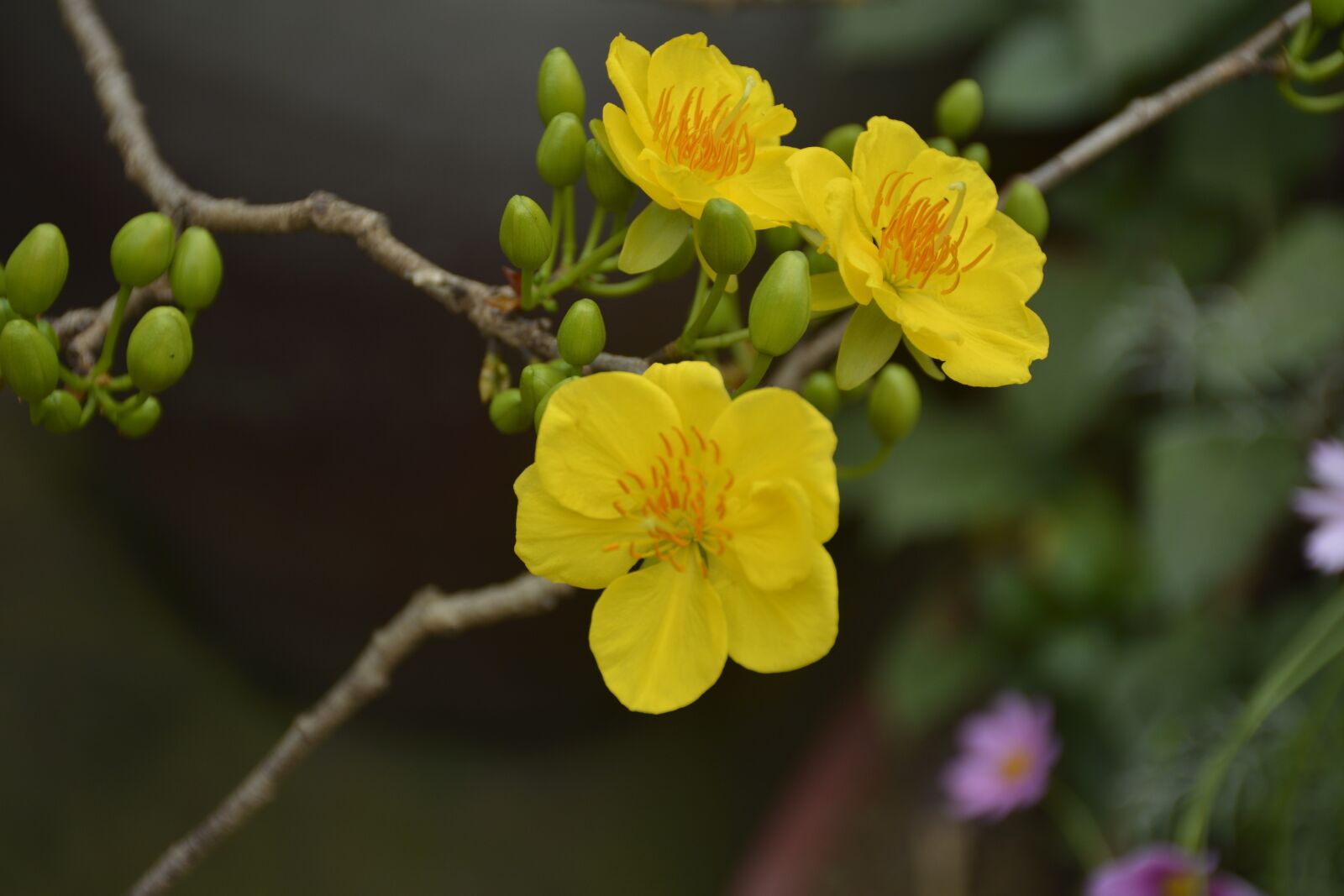 Nikon D7100 sample photo. Flower of season, tree photography