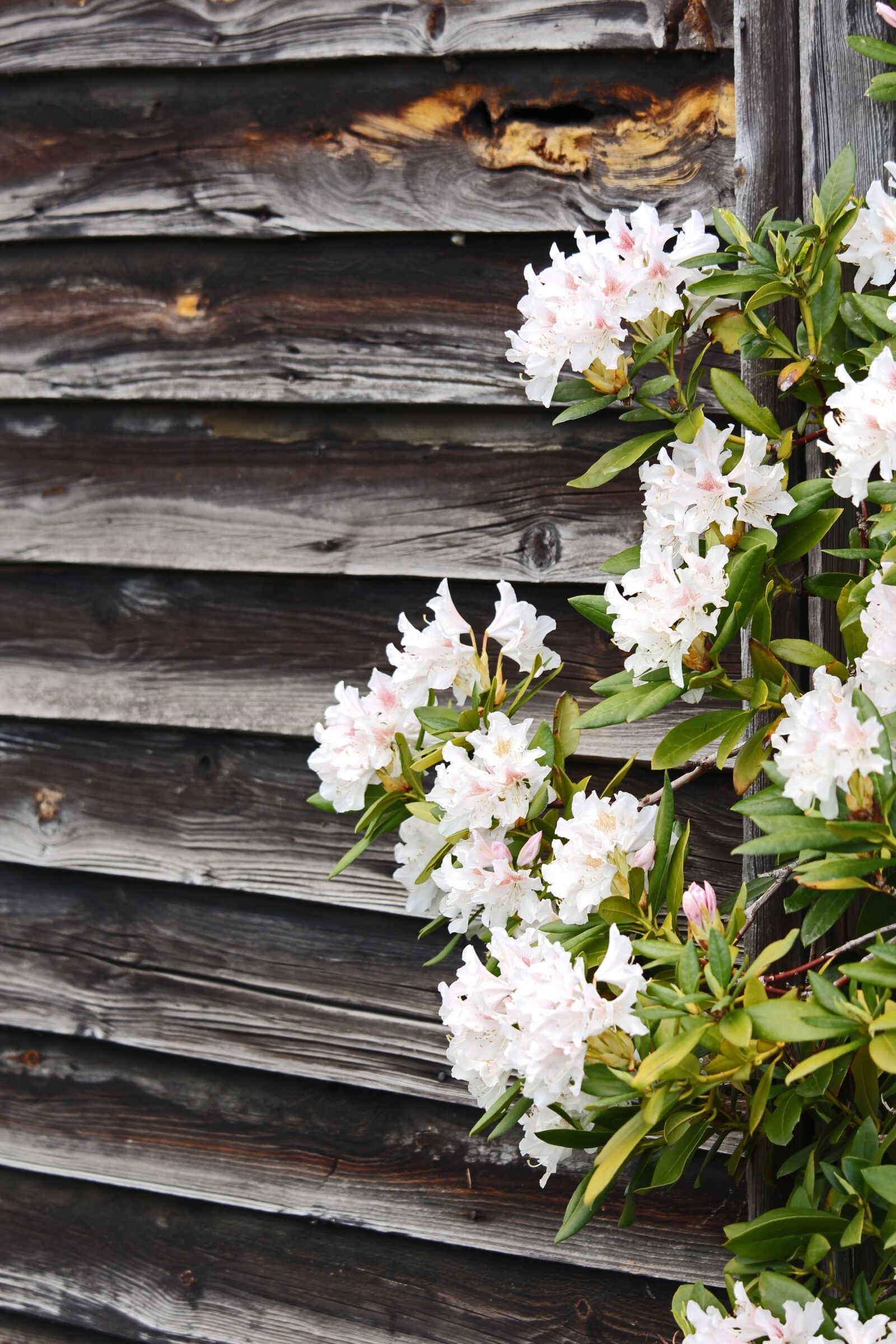 Canon EF-S 55-250mm F4-5.6 IS STM sample photo. Rhododendron, wooden wall, spring photography