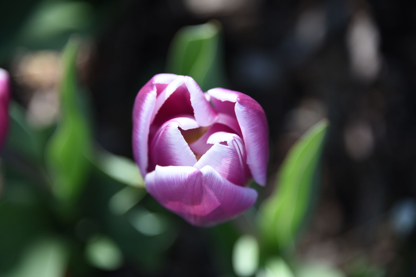 Nikon D750 sample photo. Tulip, flower, purple photography