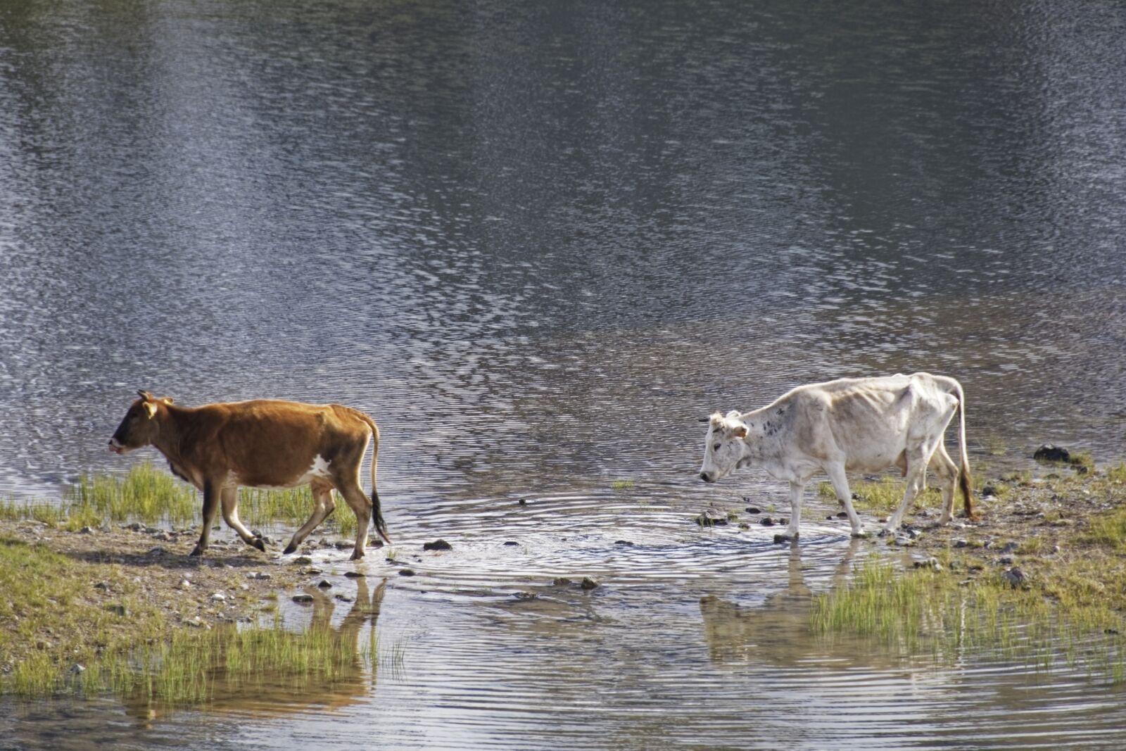 Nikon D500 sample photo. Cattle, cows, animals photography
