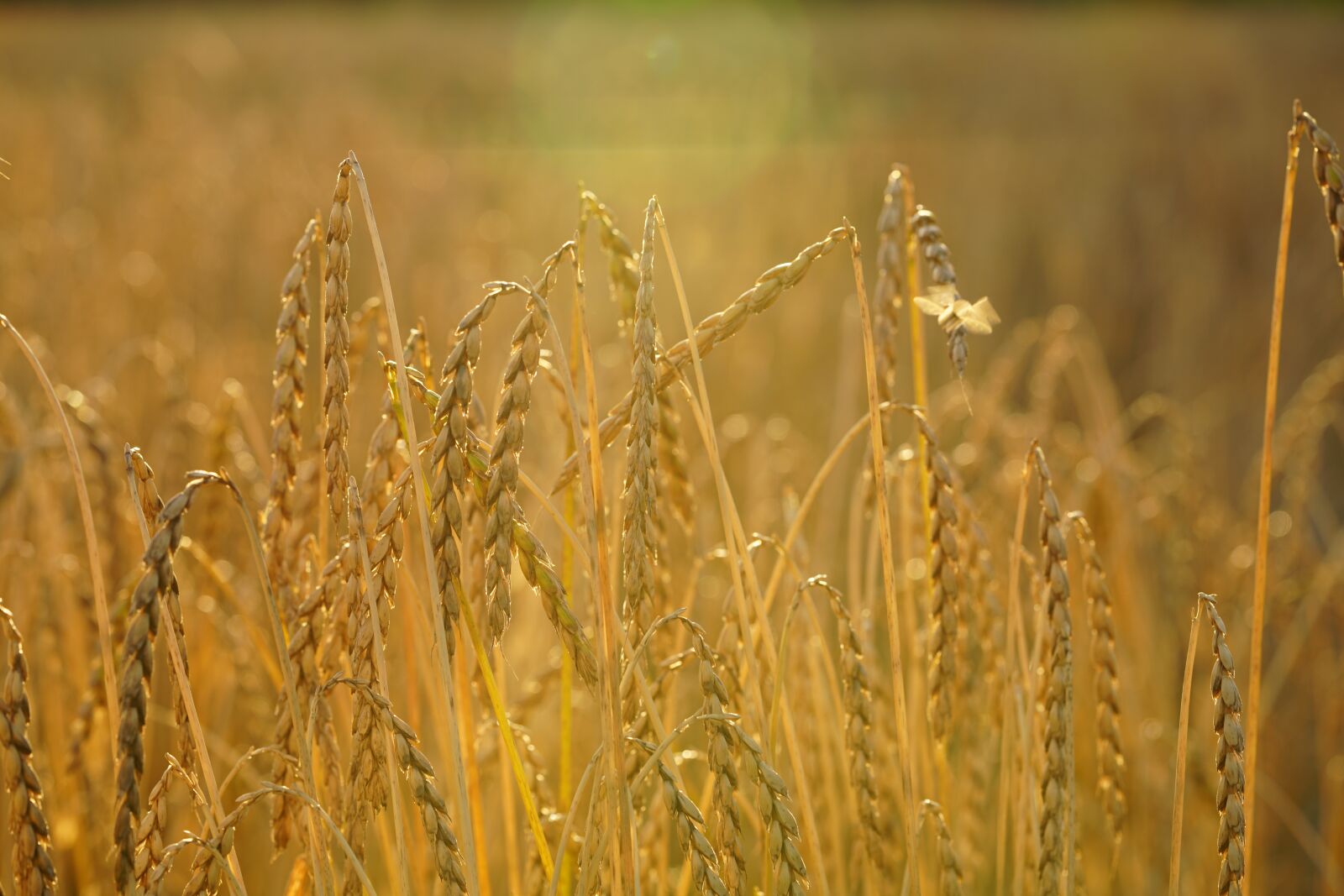 Sony a7R II + Sony FE 90mm F2.8 Macro G OSS sample photo. Spelt, grain, cereals photography