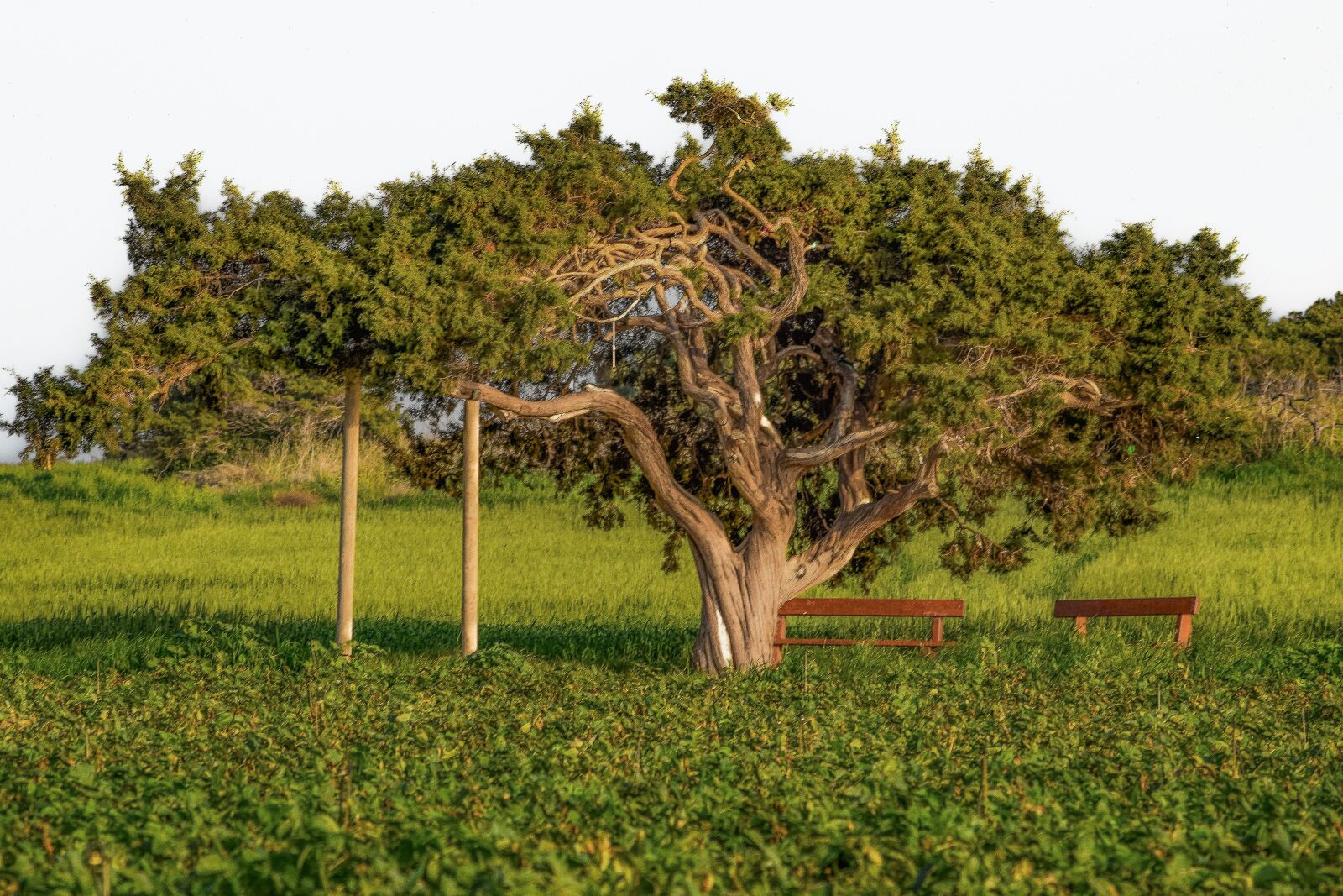 Nikon D3300 sample photo. Tree, nature, grass photography