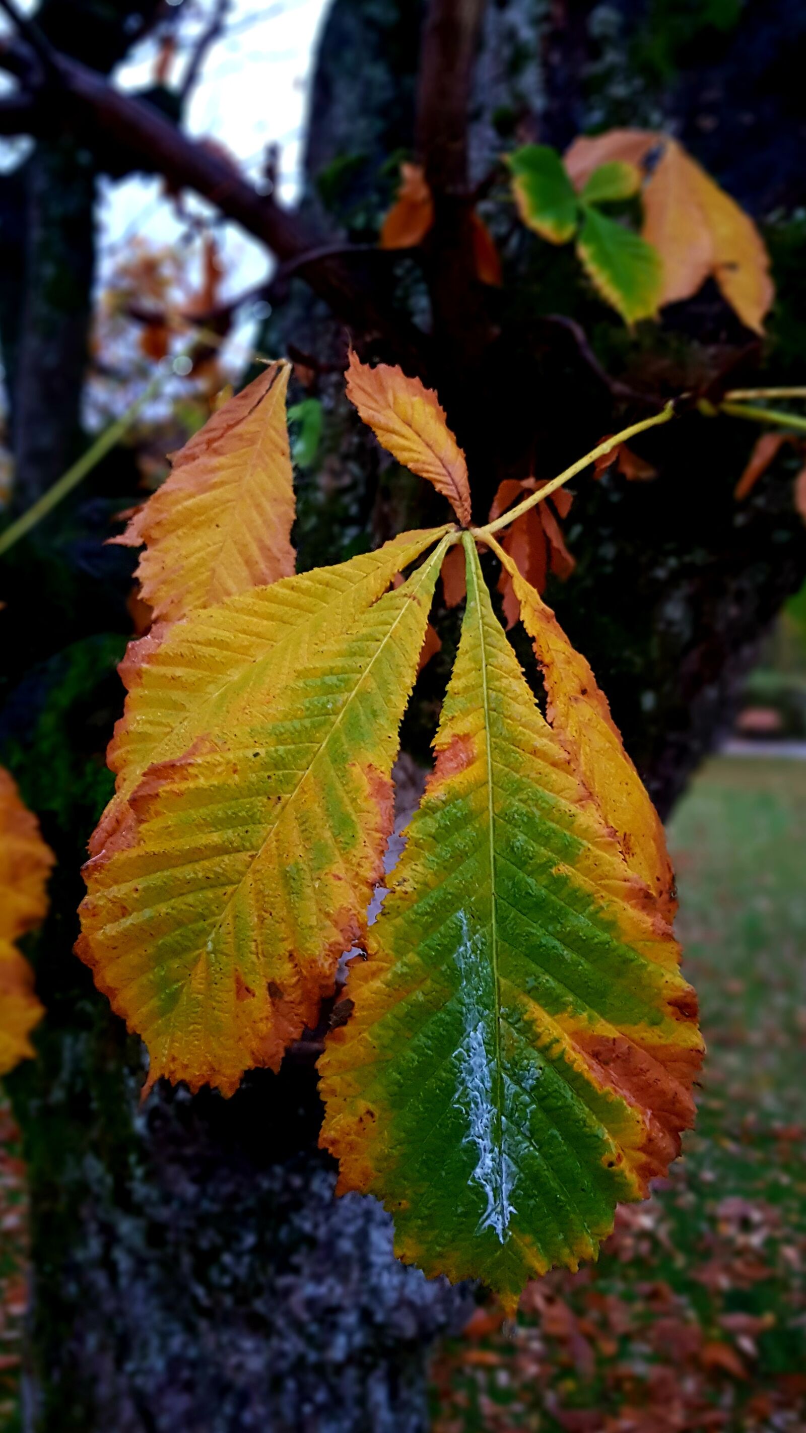 Samsung Galaxy S7 Edge sample photo. Chestnut leaf, autumn, fall photography