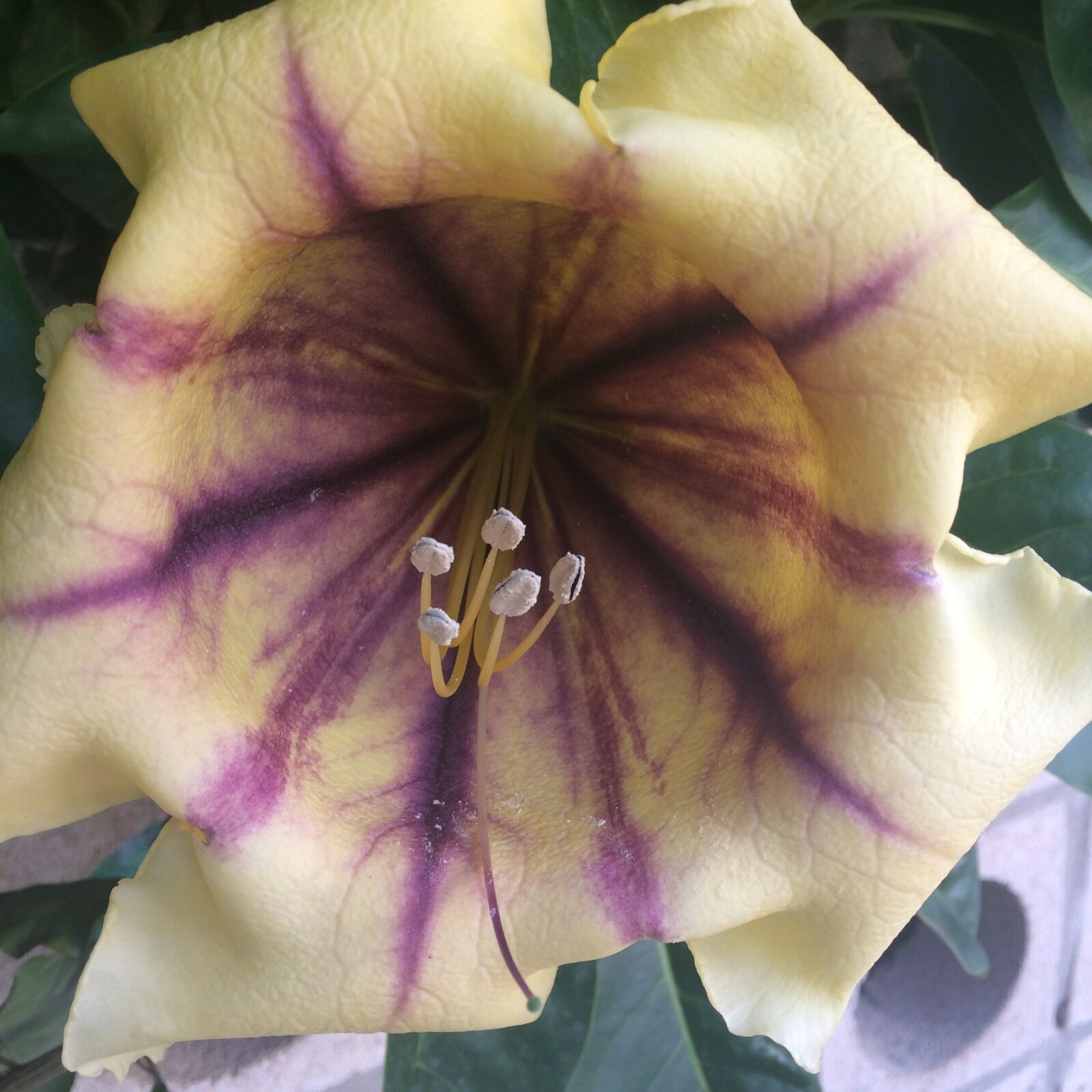 iPhone 5s back camera 4.15mm f/2.2 sample photo. Flower, nature, beauty photography