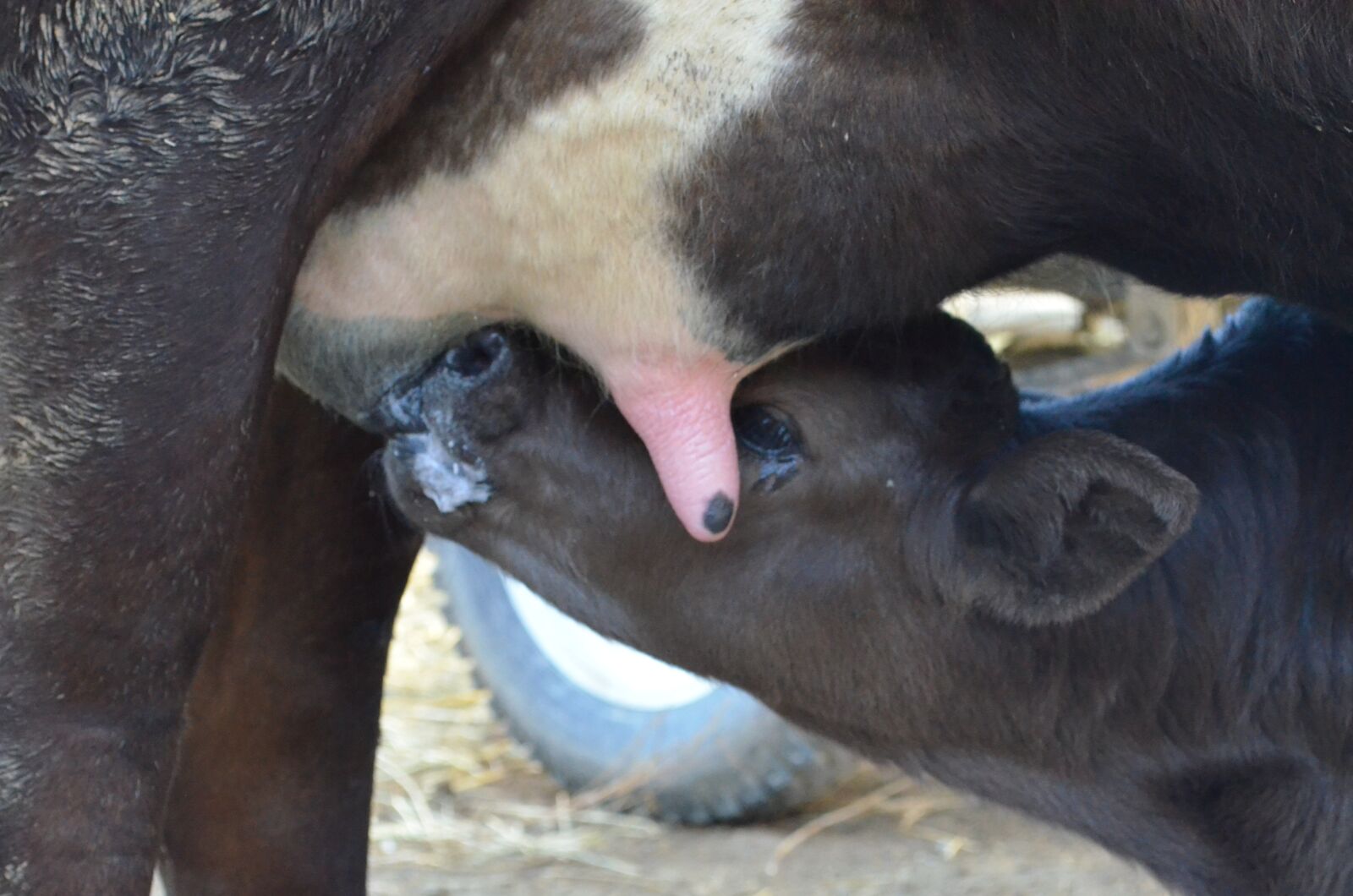Nikon D5100 sample photo. Puppies, cow photography