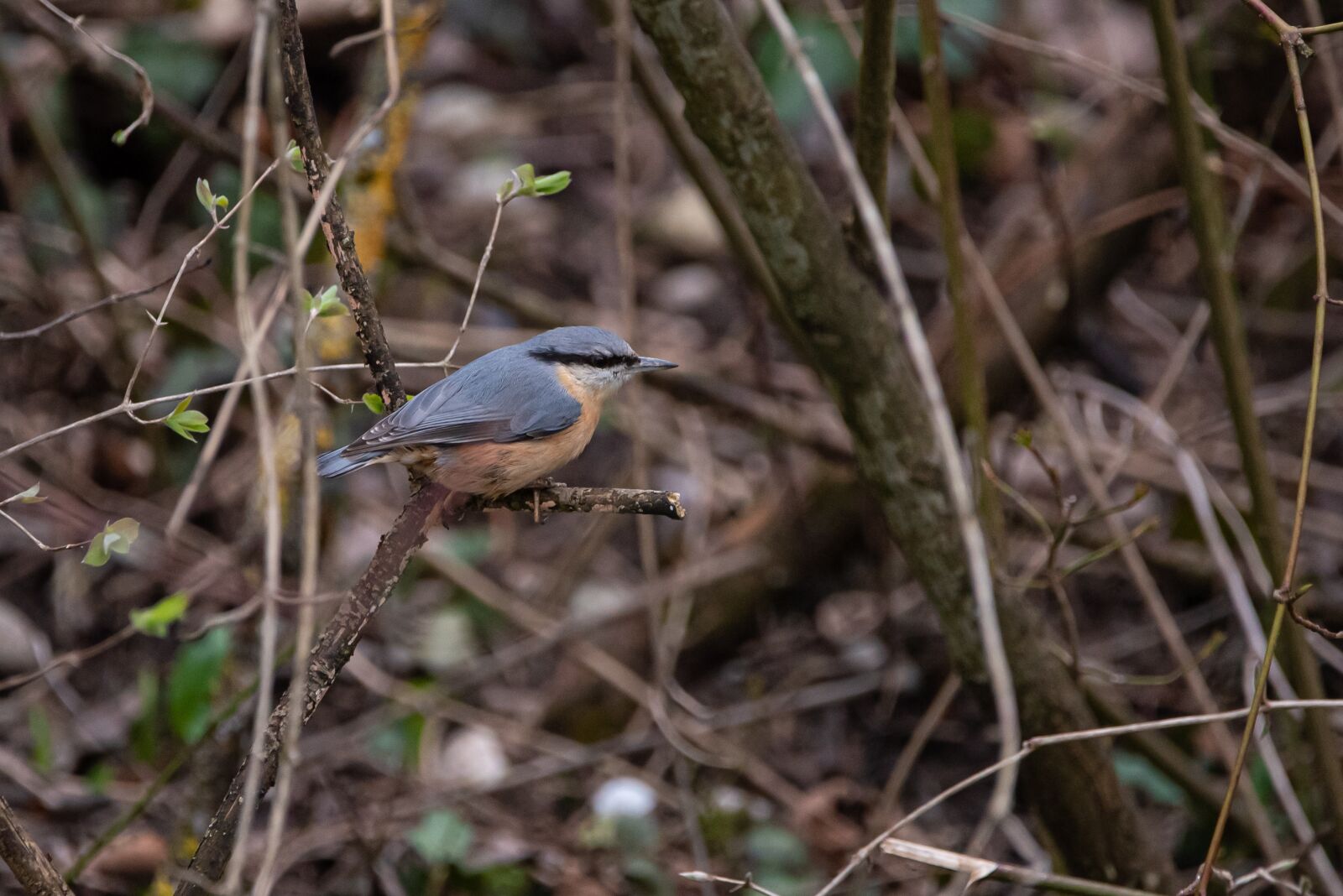 Nikon D750 sample photo. Kleiber, bird, branch photography