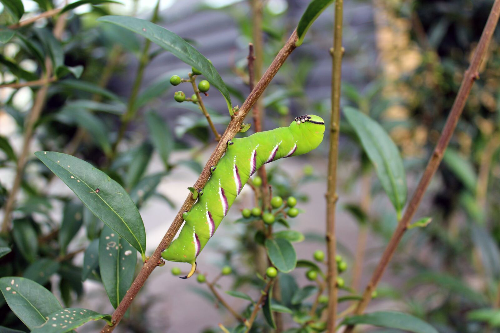 Canon EOS 600D (Rebel EOS T3i / EOS Kiss X5) sample photo. Legustersværmer, caterpillar, moth photography