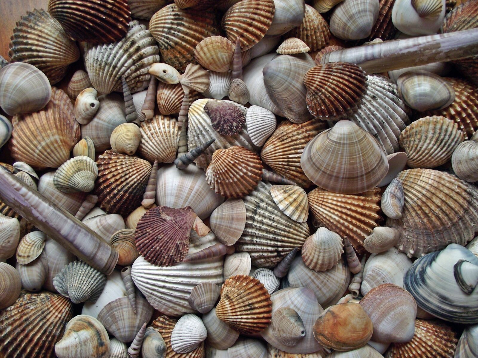 FujiFilm FinePix S1600 (FinePix S1770) sample photo. Seashell, crustaceans, mussels photography