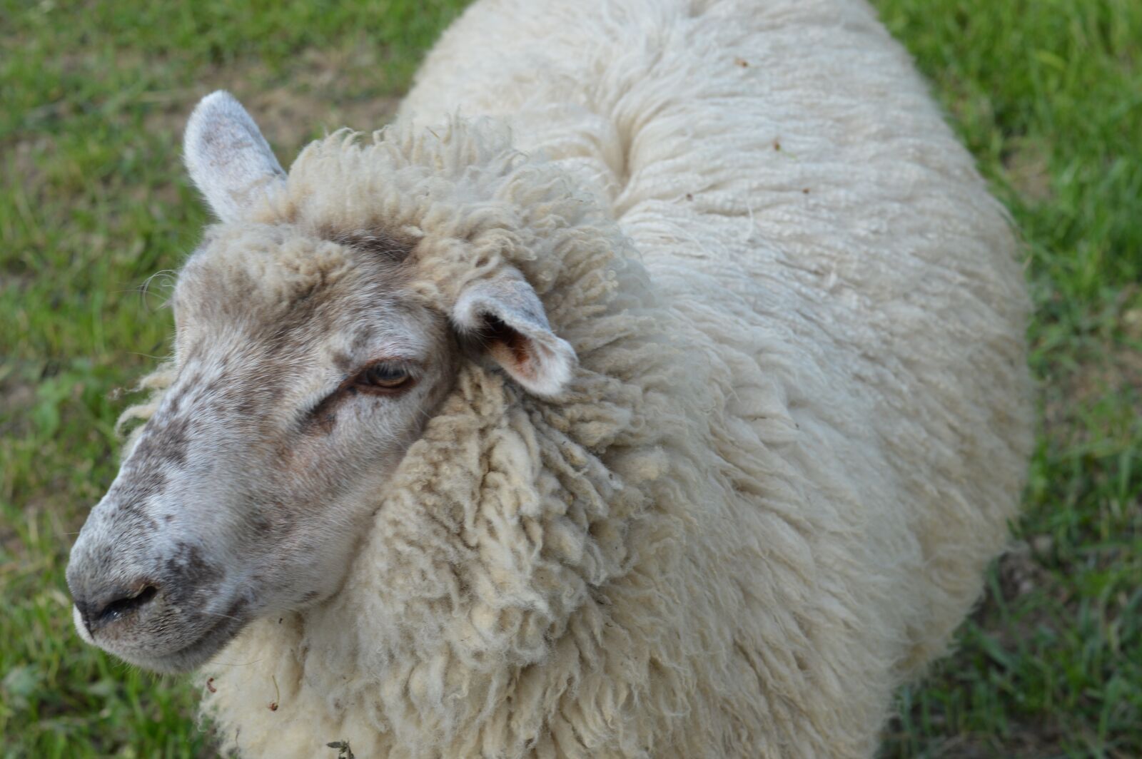 Nikon D3200 sample photo. Sheep, animal, wool photography