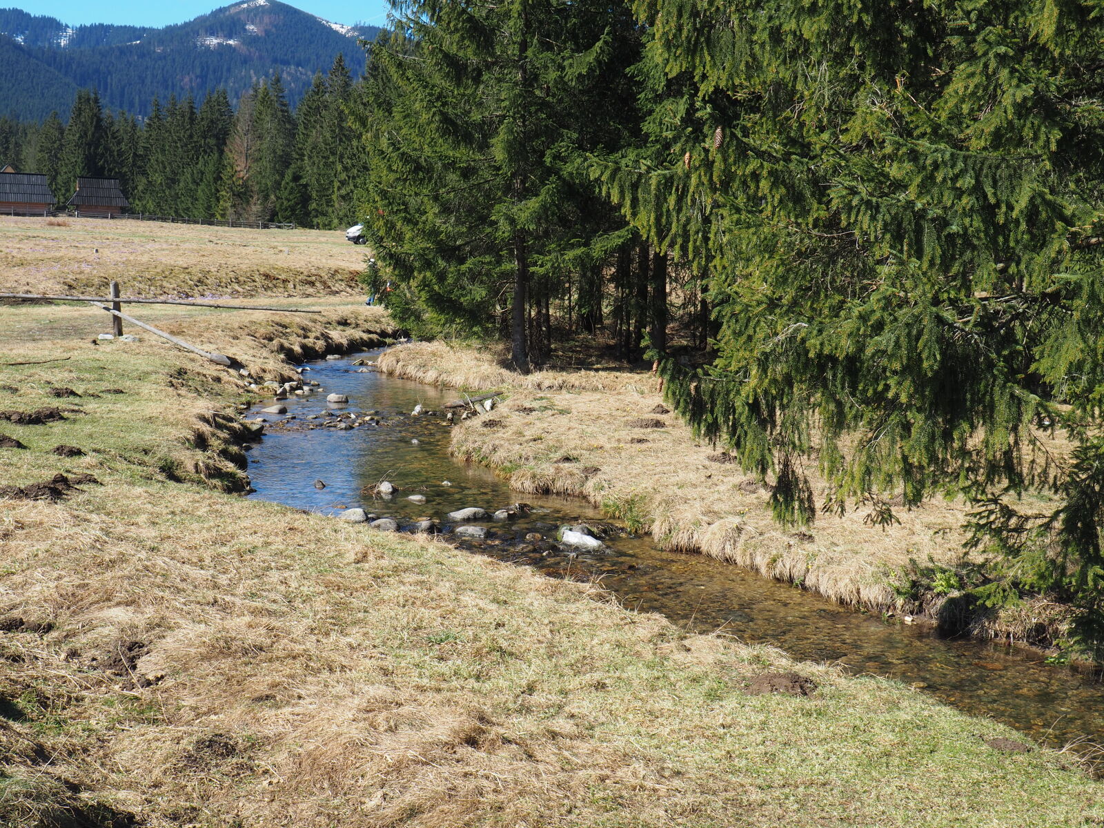 Olympus OM-D E-M10 II sample photo. Forest, landscape, mountains, poland photography