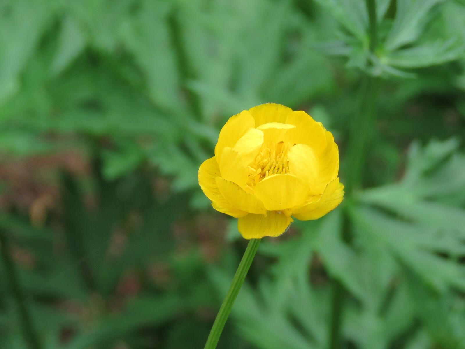 Canon PowerShot SX60 HS sample photo. Flower, yellow, plant photography