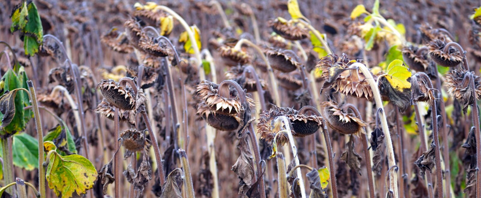 Sony E 70-350mm F4.5-6.3 G OSS sample photo. Sunflower, flowers, withered photography