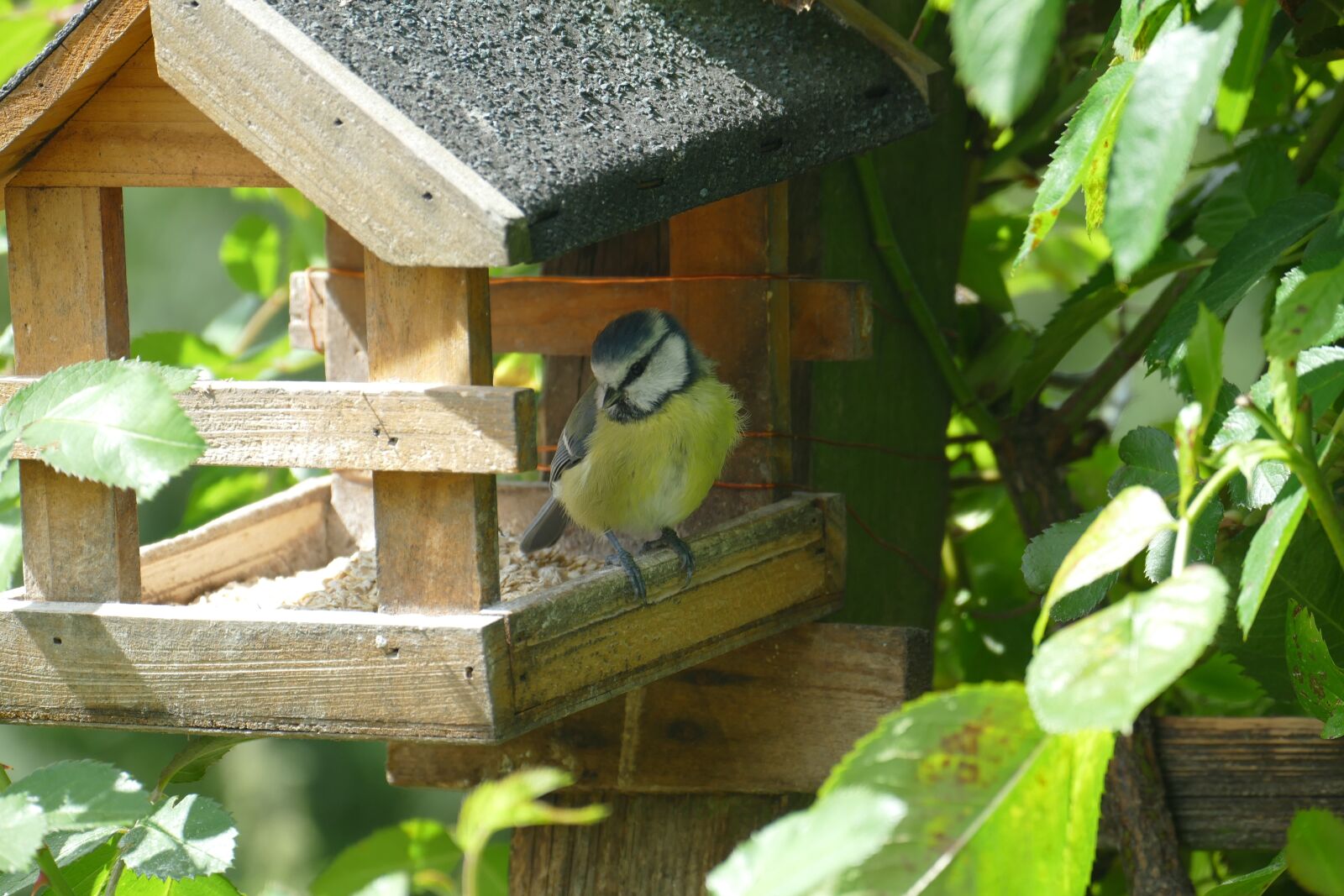 Panasonic Lumix DMC-FZ1000 sample photo. Bird, blue tit, close photography