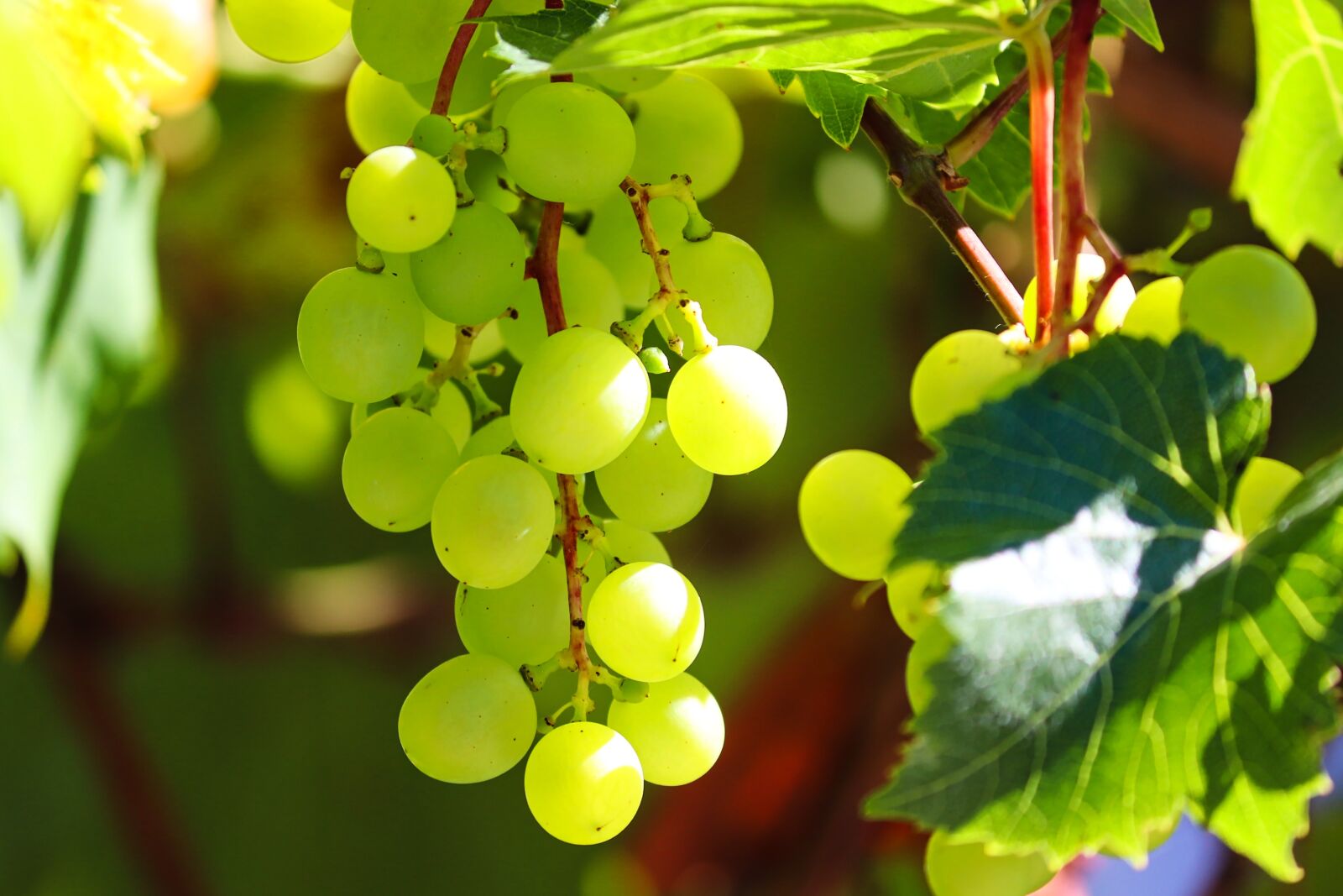 Canon EOS 200D (EOS Rebel SL2 / EOS Kiss X9) + Canon EF-S 55-250mm F4-5.6 IS II sample photo. Grapes, green grapes, grapevines photography