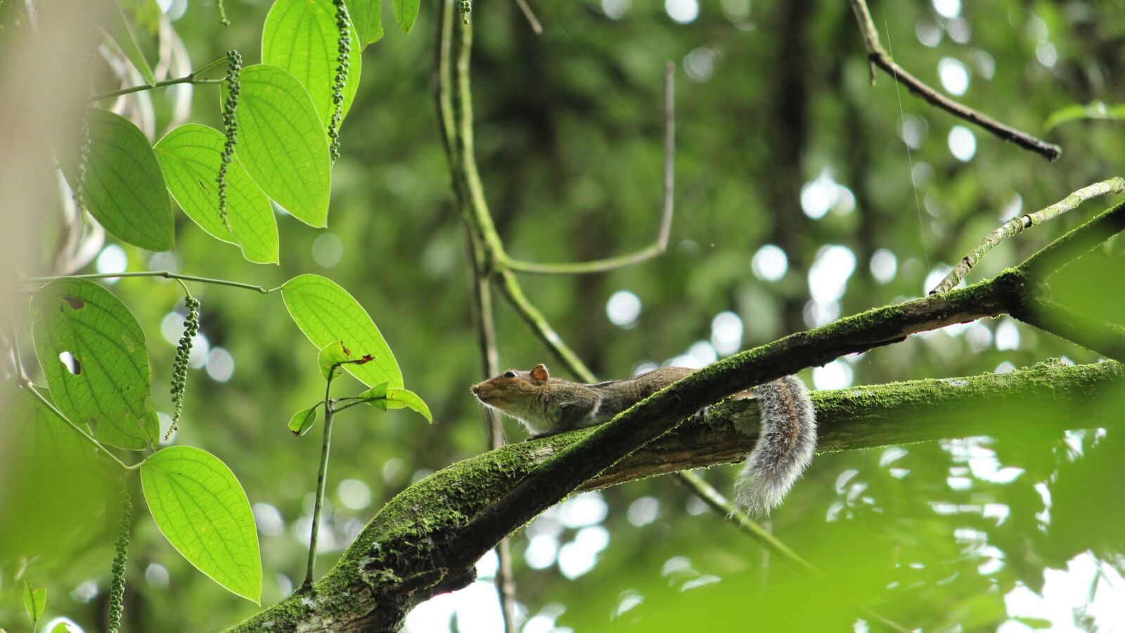 Canon EOS 1300D (EOS Rebel T6 / EOS Kiss X80) sample photo. Squirrel, mammal, rodent photography