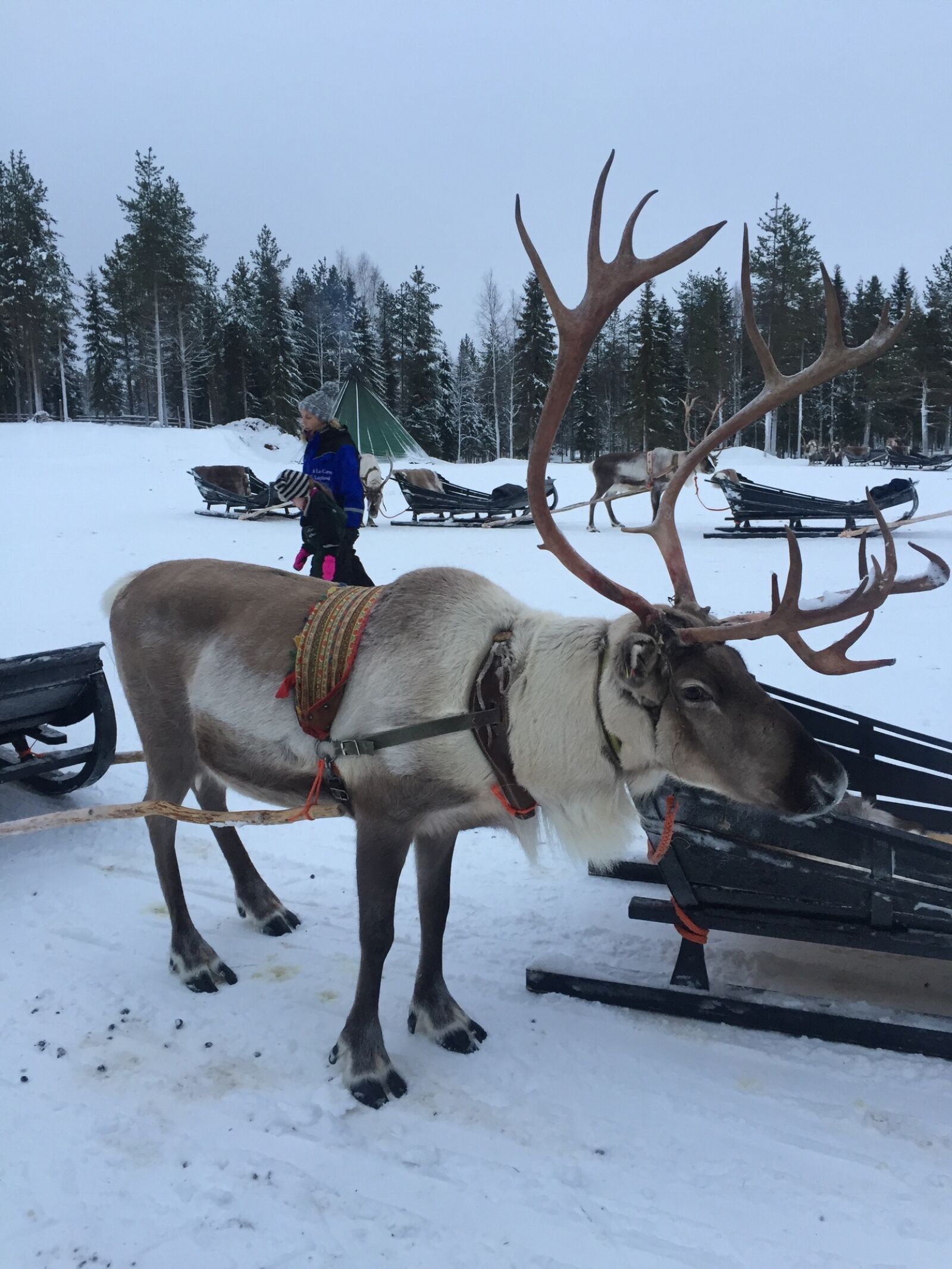 iPhone 6 Plus back camera 4.15mm f/2.2 sample photo. Lapland, reindeer, snow photography