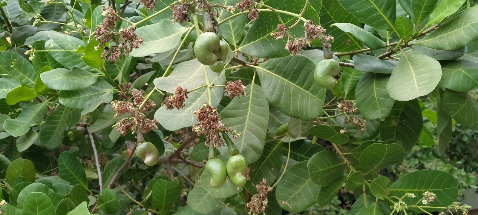 OPPO A5 2020 sample photo. Cashew nuts, cashew tree photography