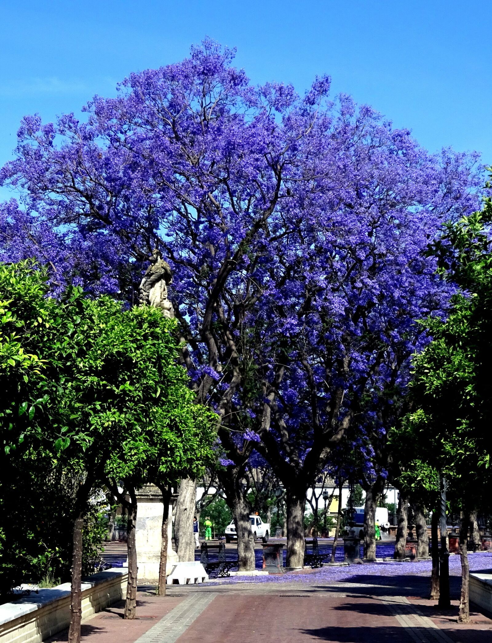 Sony Cyber-shot DSC-WX350 sample photo. Tree, violet, purple photography