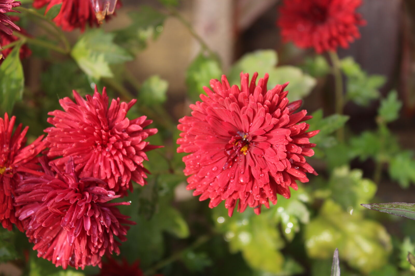 Canon EOS 1200D (EOS Rebel T5 / EOS Kiss X70 / EOS Hi) sample photo. Flowers, red, flowers photography