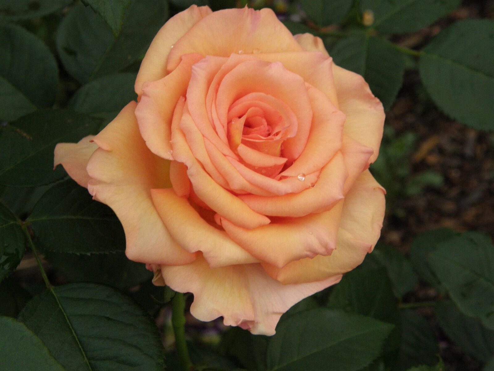 Olympus SP550UZ sample photo. Rose, bloom, flower photography