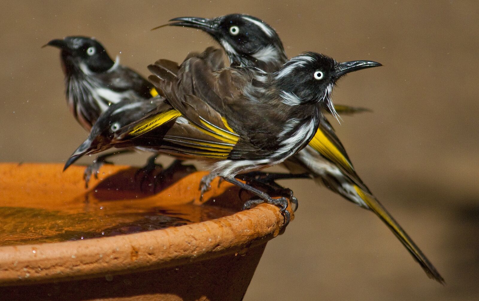 Canon EOS 50D sample photo. New holland honeyeater, aussie photography