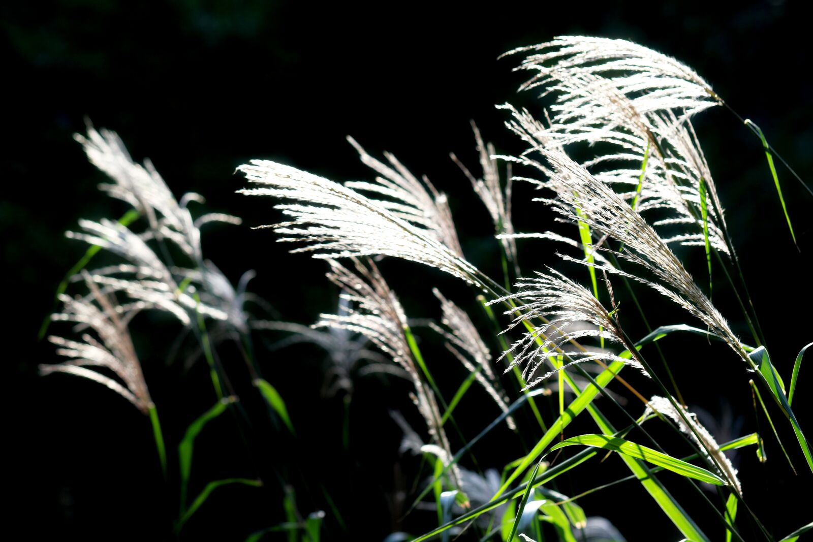 Canon EOS 7D Mark II sample photo. Reed, riverside, autumn photography