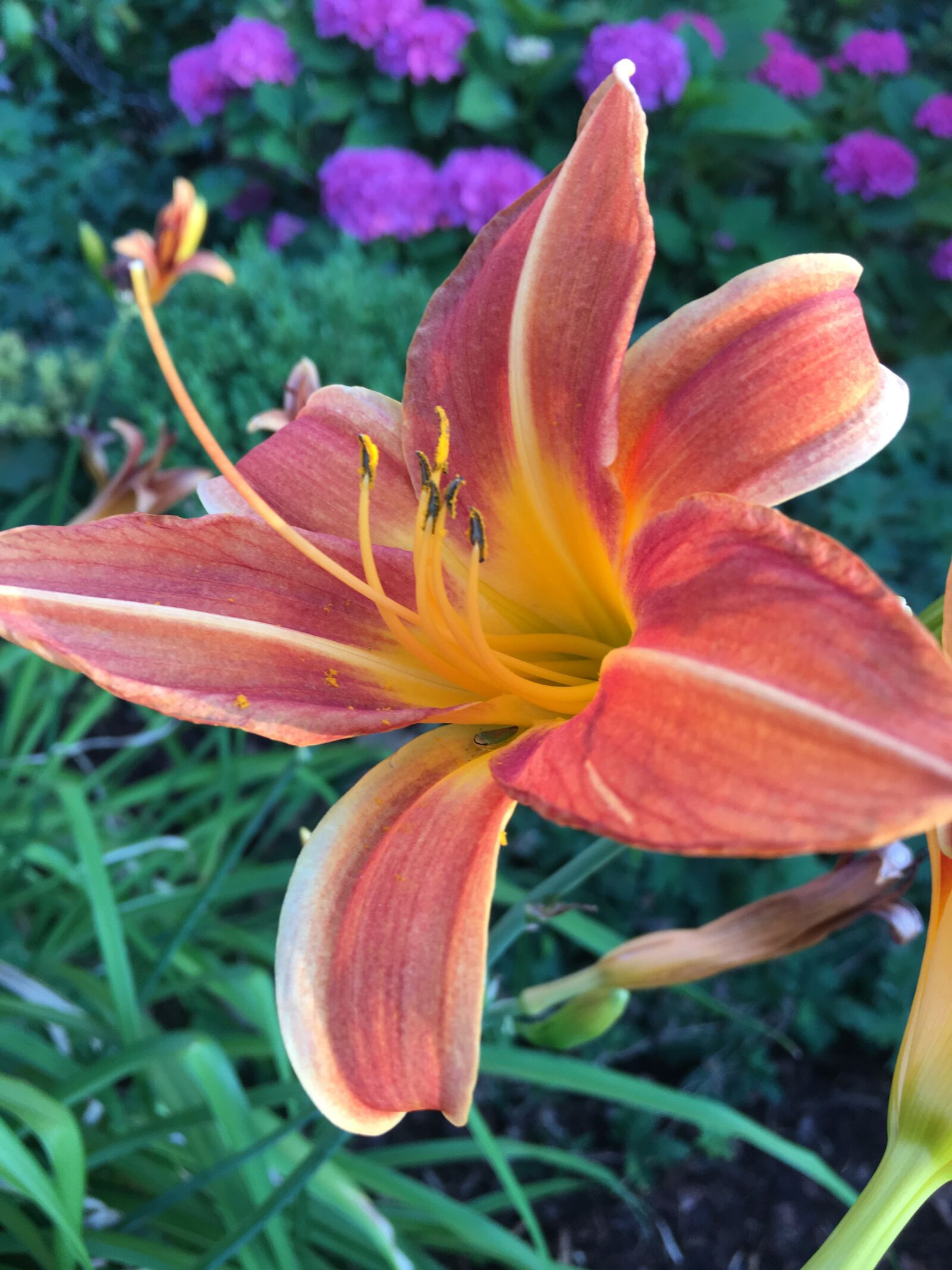 Apple iPhone 6s sample photo. Blossom, lily, flower photography