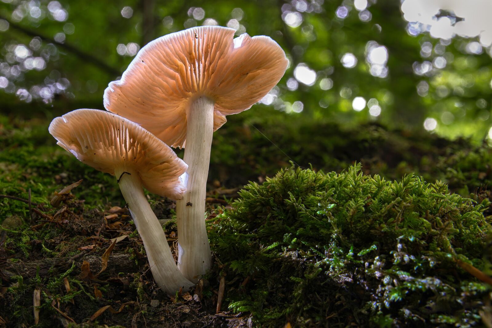 Nikon D5300 sample photo. Mushroom, forest, nature photography