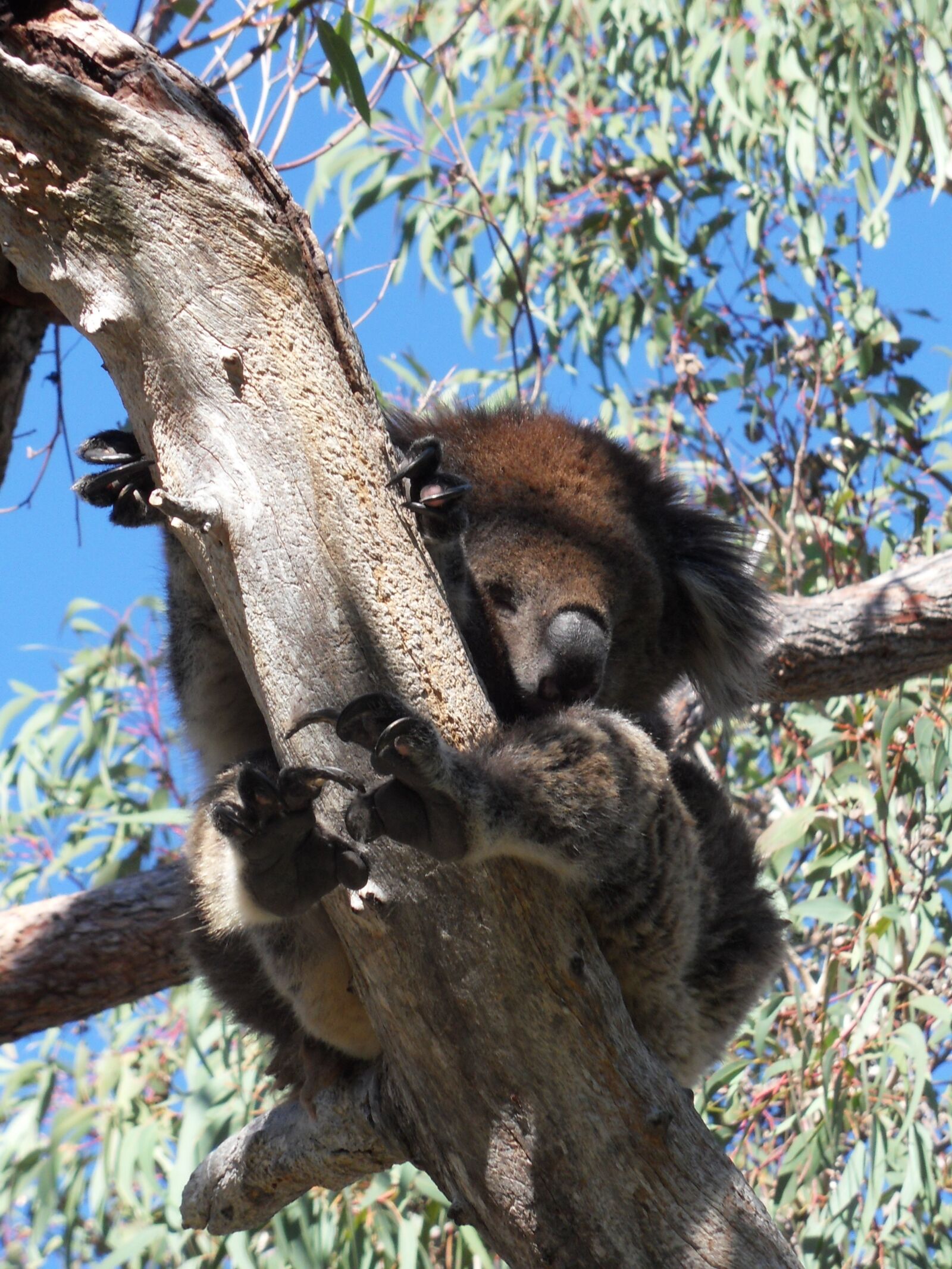 Samsung WB500, WB510 / VLUU WB500 /  HZ10W sample photo. Koala, lazy, eucalyptus photography