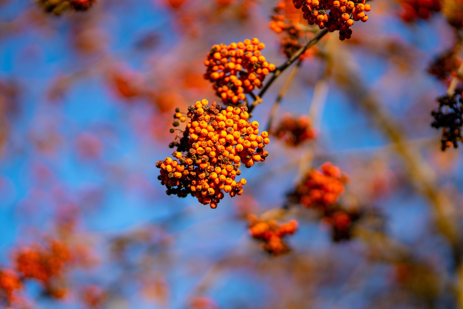 Sony a7R III sample photo. Berries, branch, plant photography