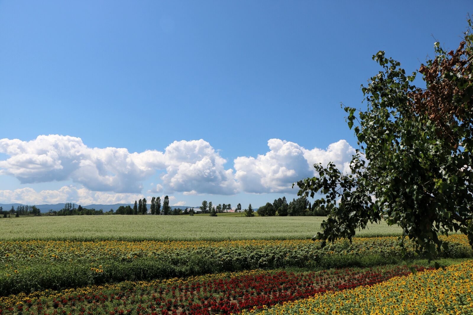 Canon EOS 760D (EOS Rebel T6s / EOS 8000D) sample photo. Landscape, japan, hokkaido photography