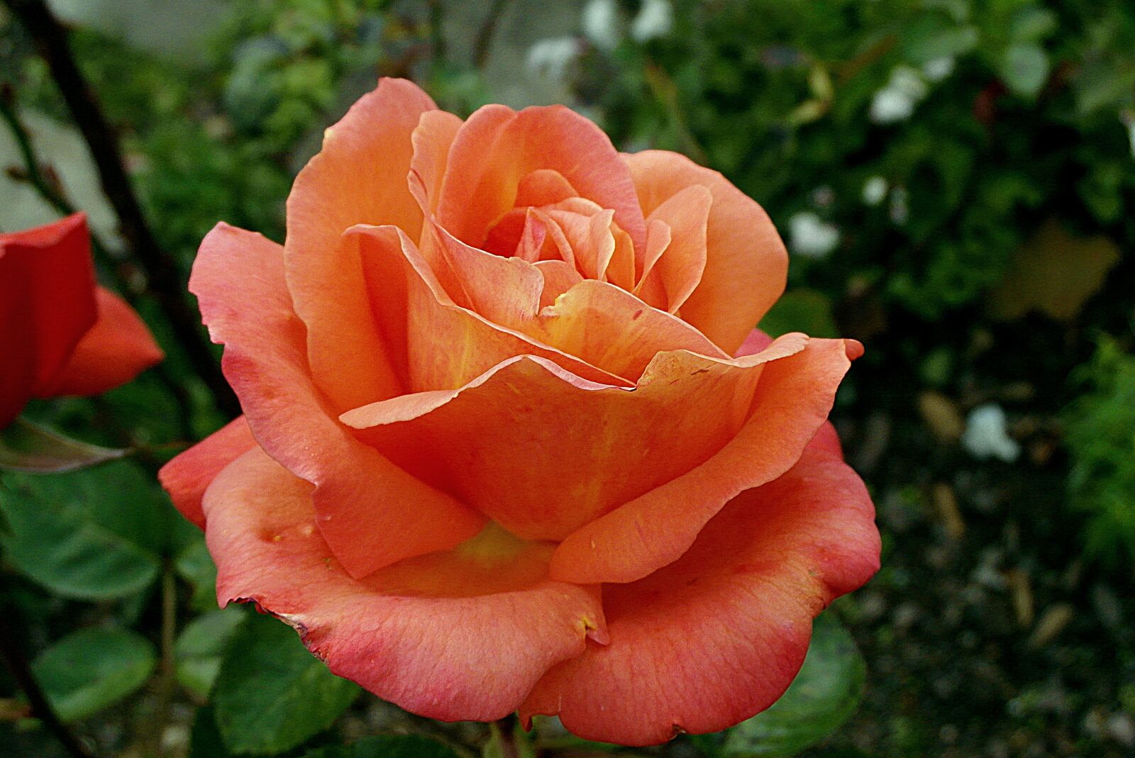Samsung WB750 sample photo. Rose, flower, orange photography