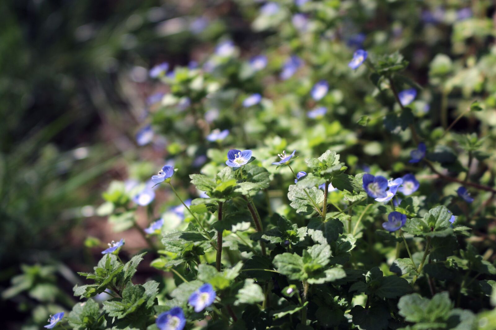Canon EOS 100D (EOS Rebel SL1 / EOS Kiss X7) sample photo. Grass, flowers, wild flowers photography