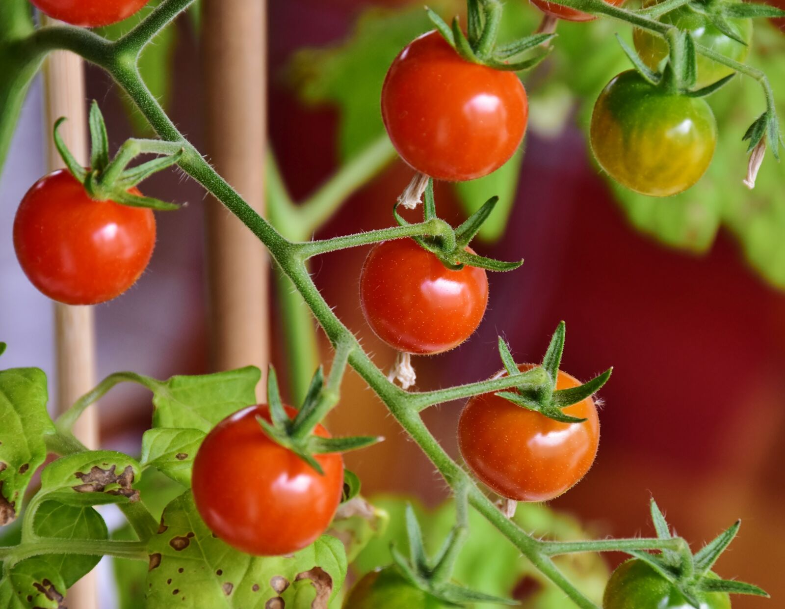 Nikon D7200 sample photo. Tomatoes, cocktailtomaten, red photography