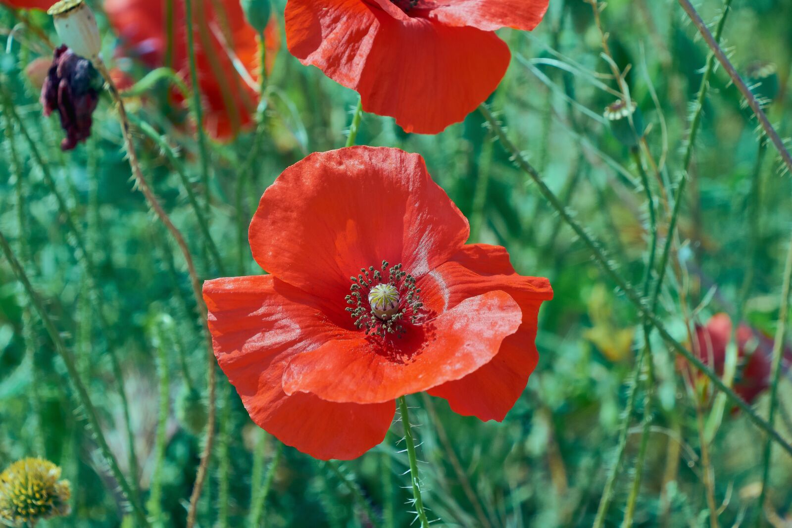 Nikon D7200 sample photo. Poppy, red, poppies photography