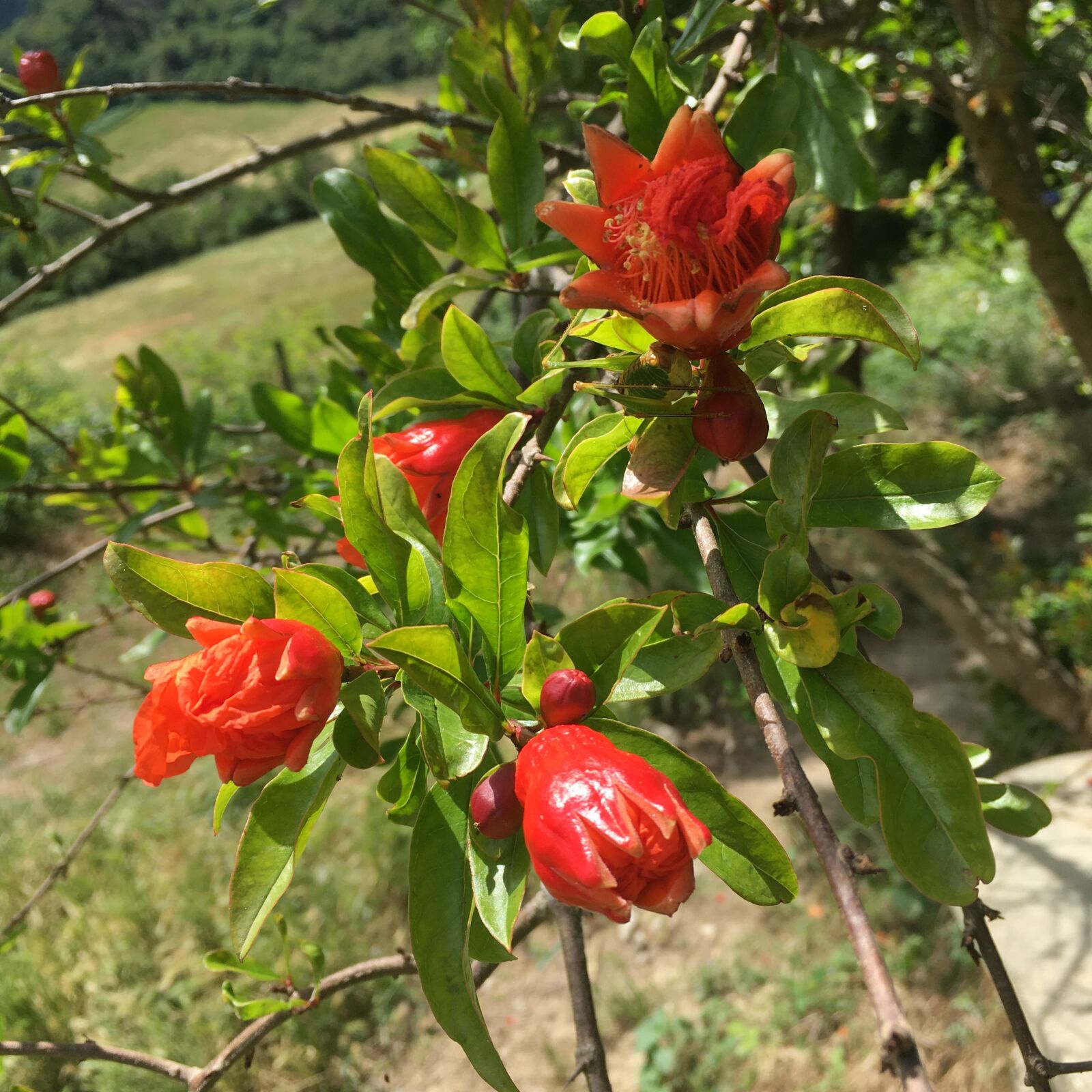 Apple iPhone SE (1st generation) sample photo. Pomegranate, summer, leaves photography