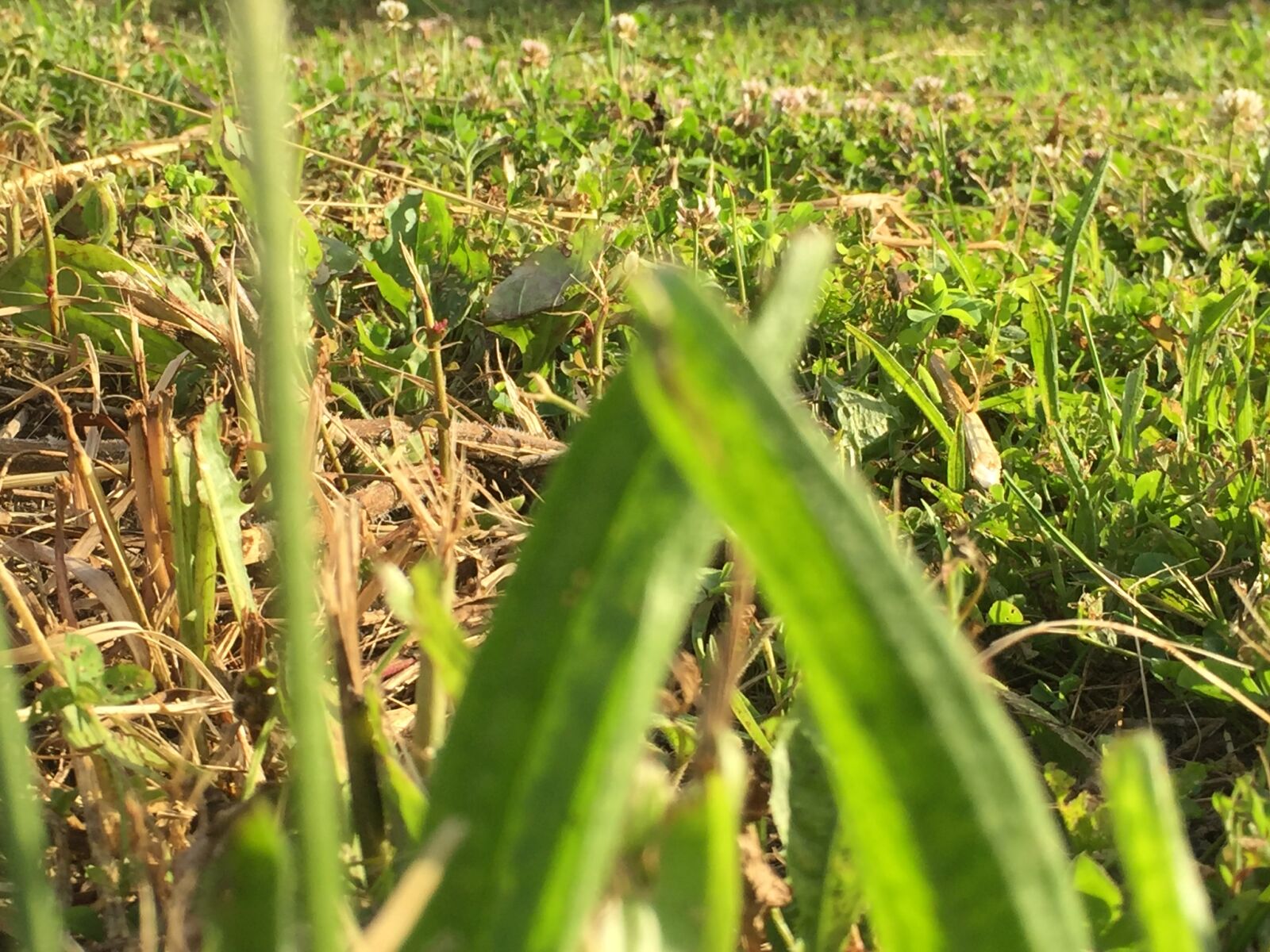 iPhone 6 back camera 4.15mm f/2.2 sample photo